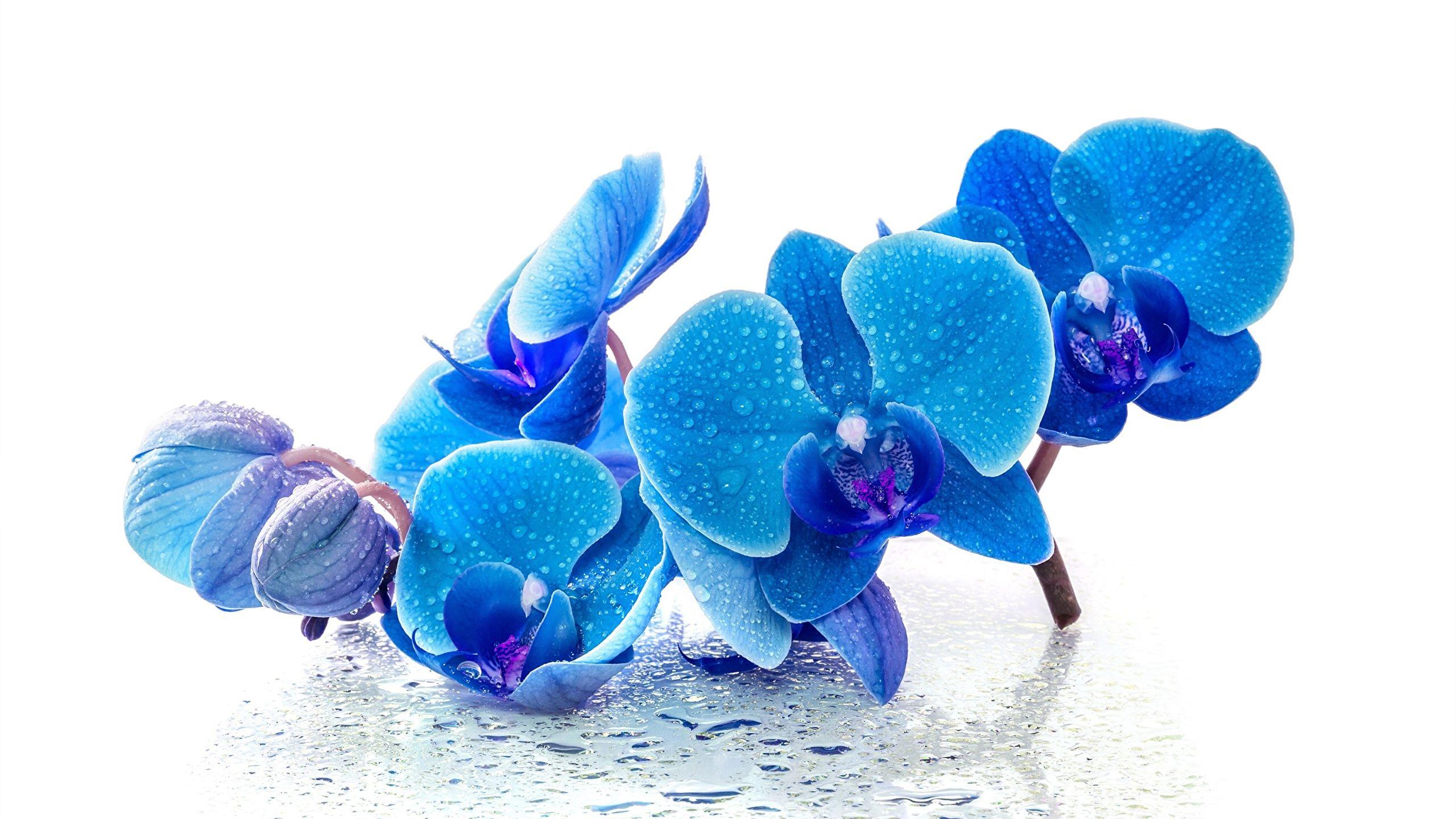 Blue Orchid Wallpapers Top Free Blue Orchid Backgrounds WallpaperAccess