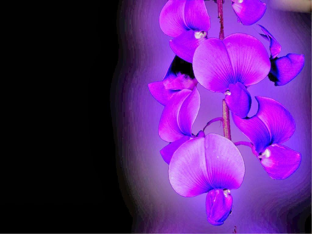 1024x768 beautiful desktop wallpaper 2014: Blue Orchid Flower Wallpaper