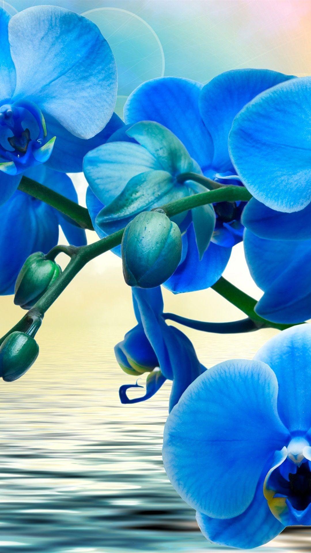 Blue Orchid Wallpapers - Top Free Blue Orchid Backgrounds - WallpaperAccess