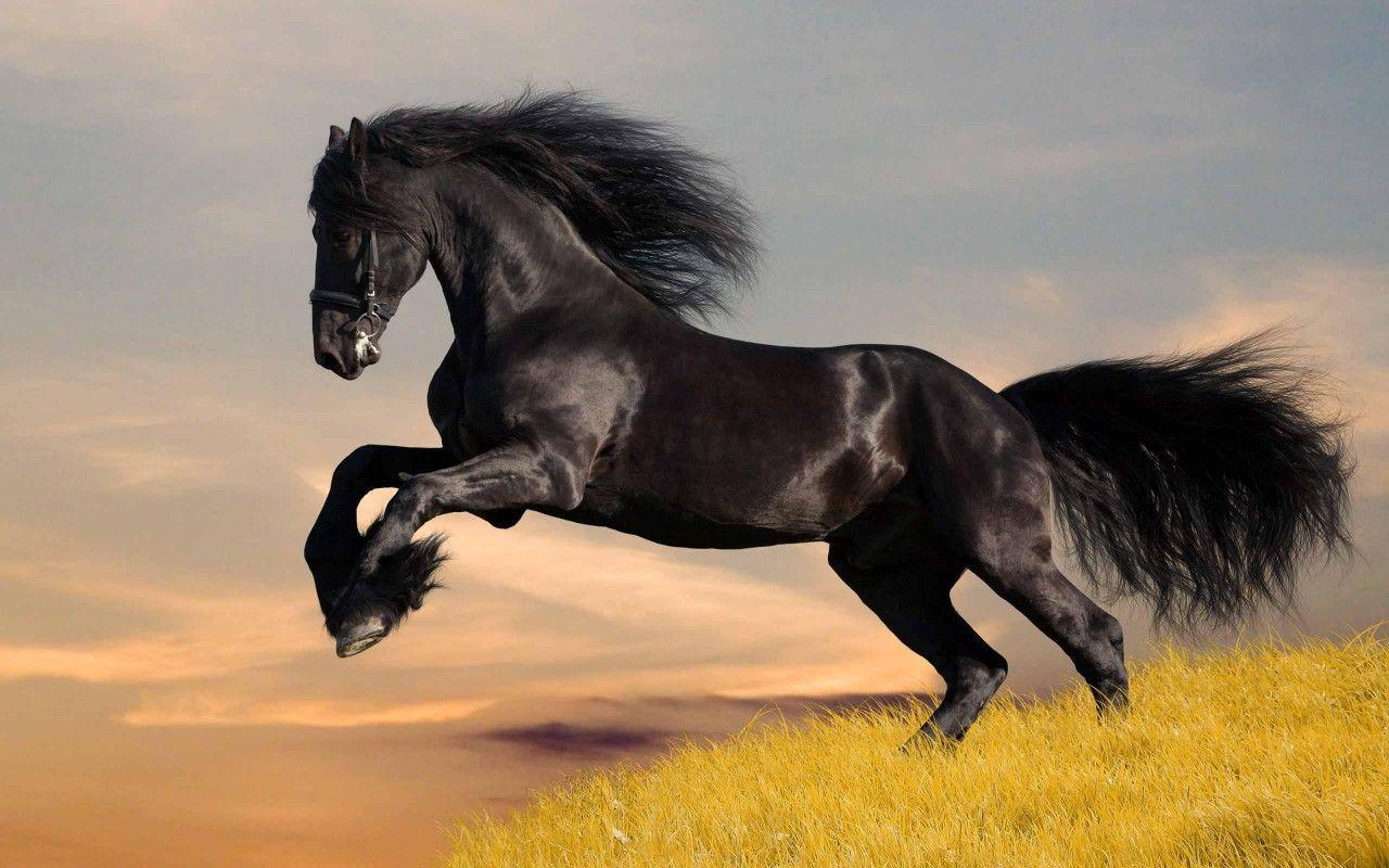 1280x800 Free download Black Horse HD Wallpaper Black Horse Image