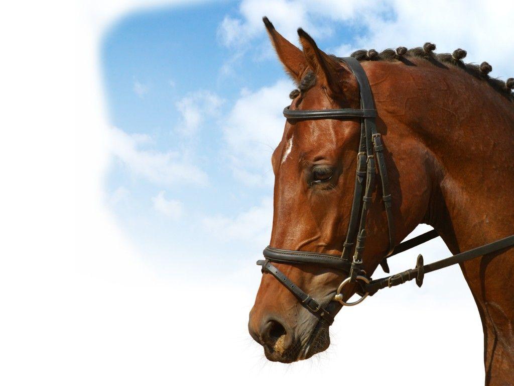 1024x768 Free download Equestrian Wallpaper [1024x768] for your Desktop