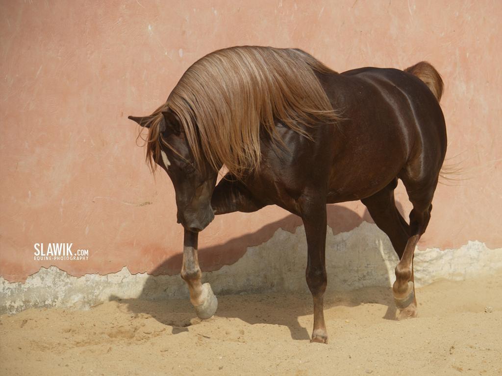 1024x768 Slawik horse wallpaper