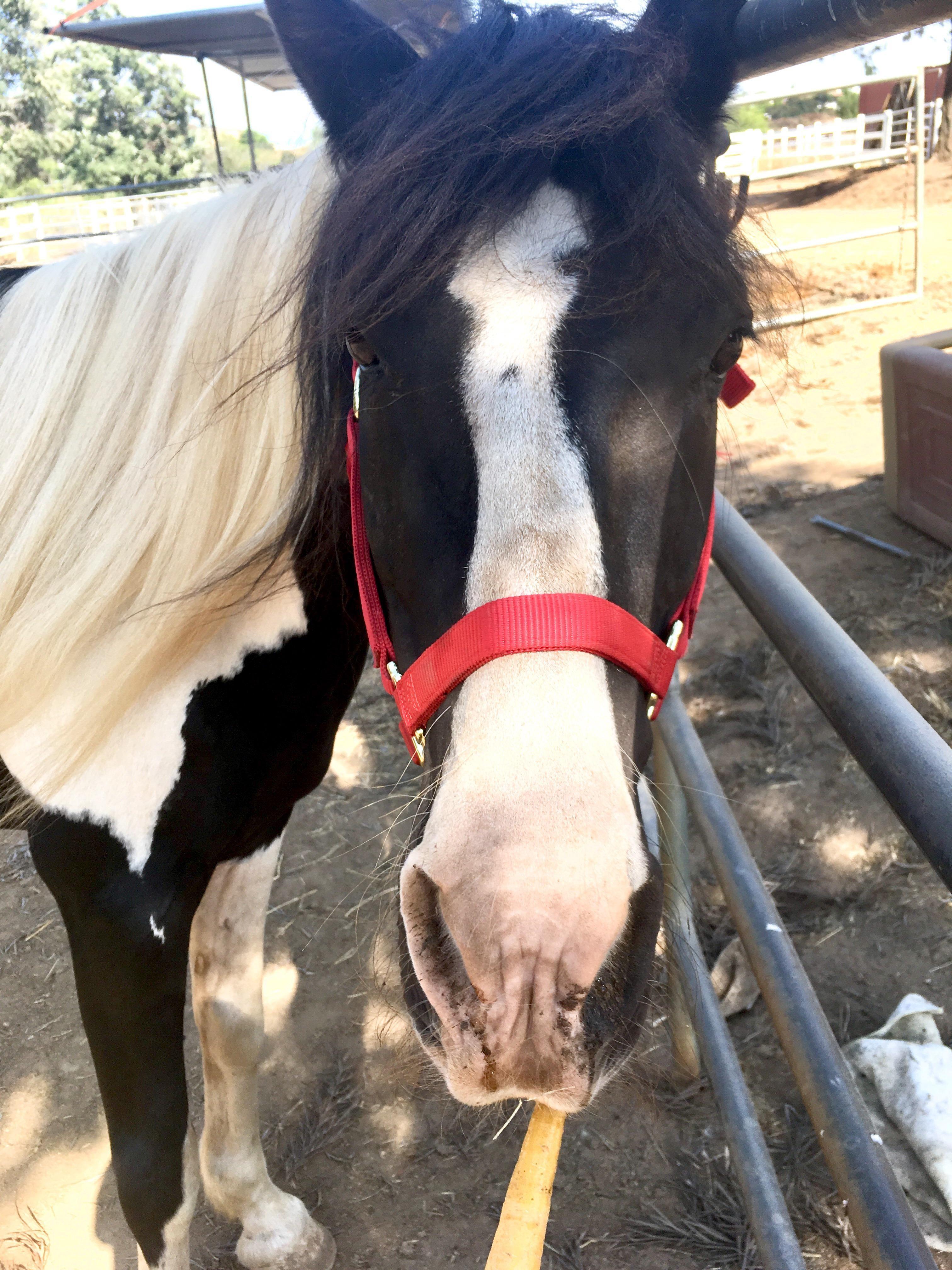 3024x4032 Horses image by Samatha Hubbell. Horses, Horse picture, Animals