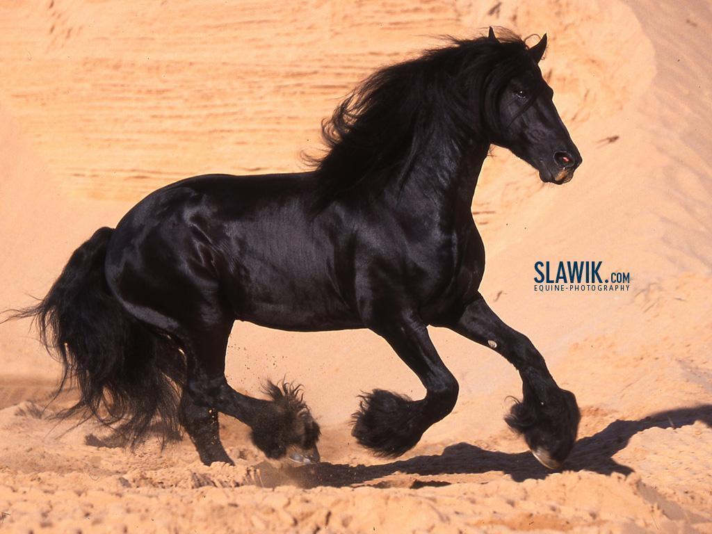 1024x768 Slawik horse wallpaper
