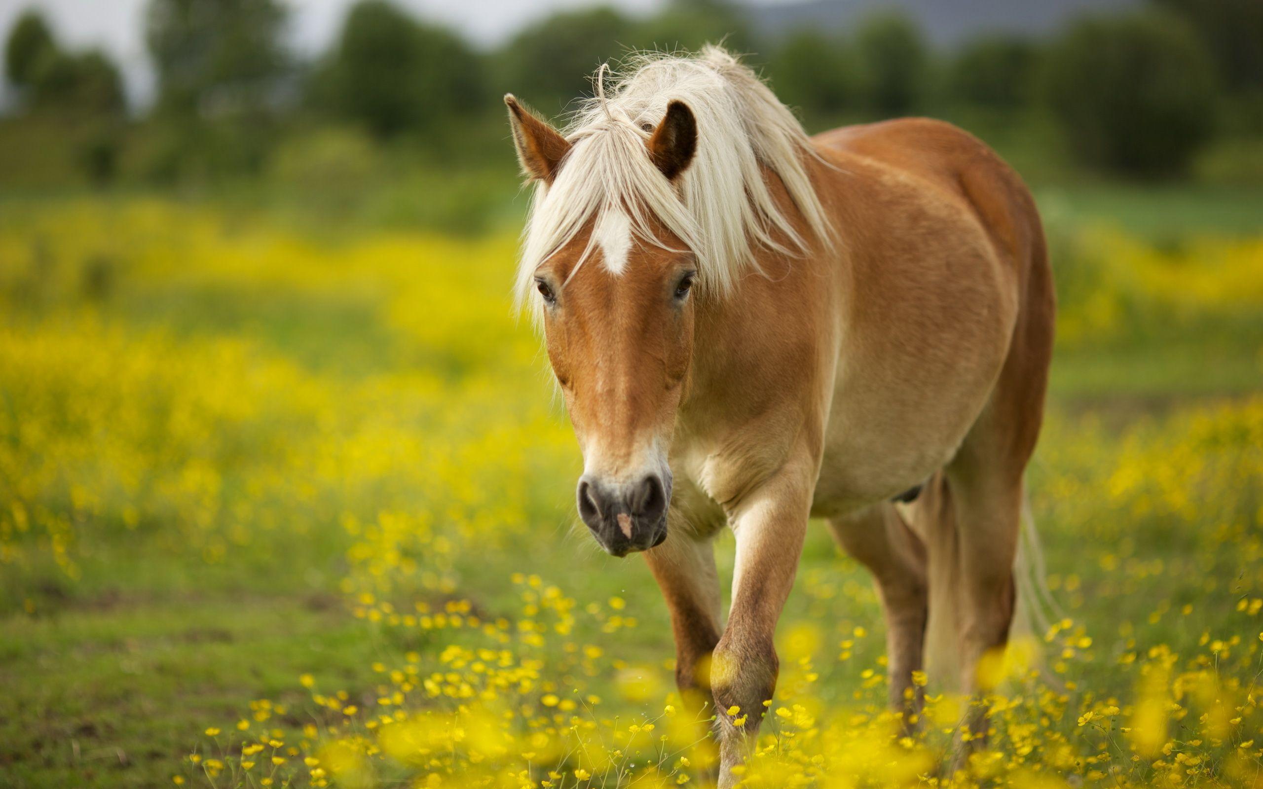 2560x1600 Cftcft Horse Photo, Bsnscb