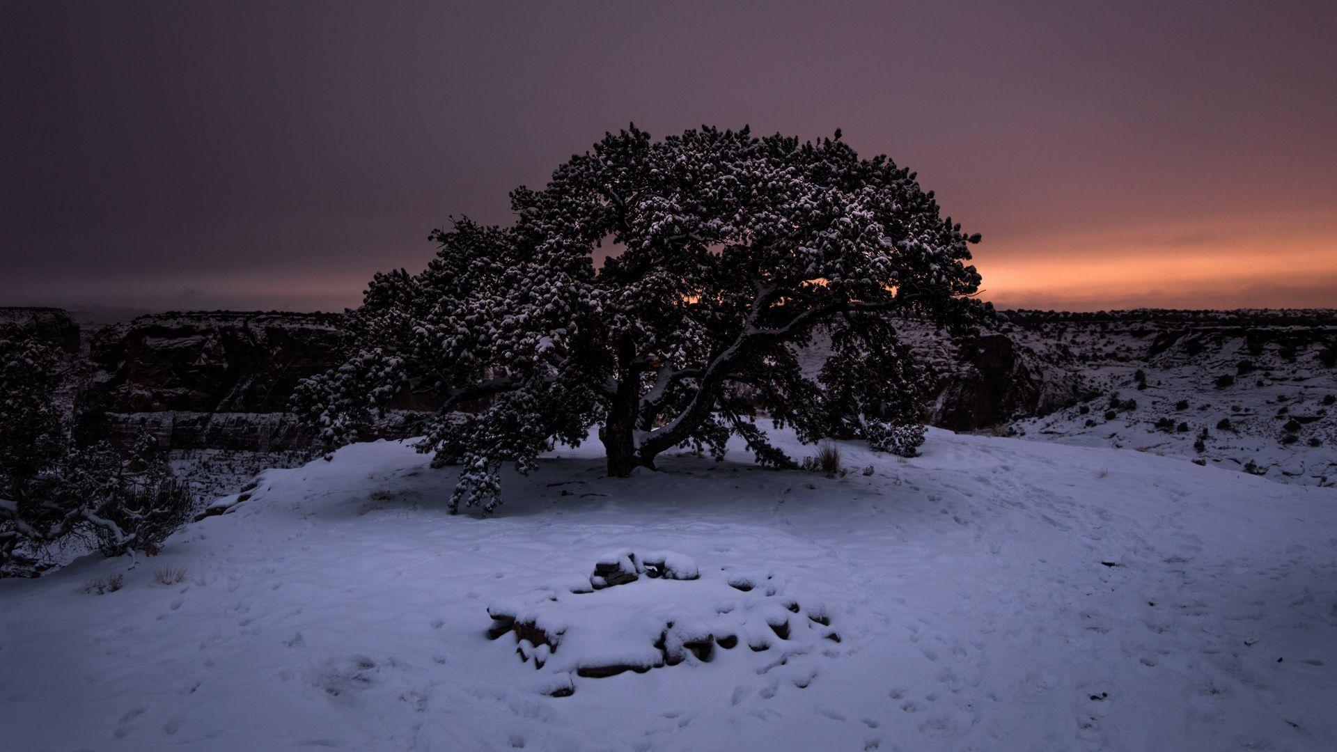 1920x1080 Wallpaper Tree, Snow, Winter, Night, Snowy, Sky