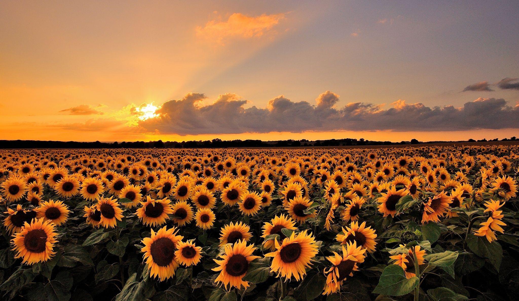 Sunset Over Sunflowers Field Wallpaper HD  Wallpapers13com