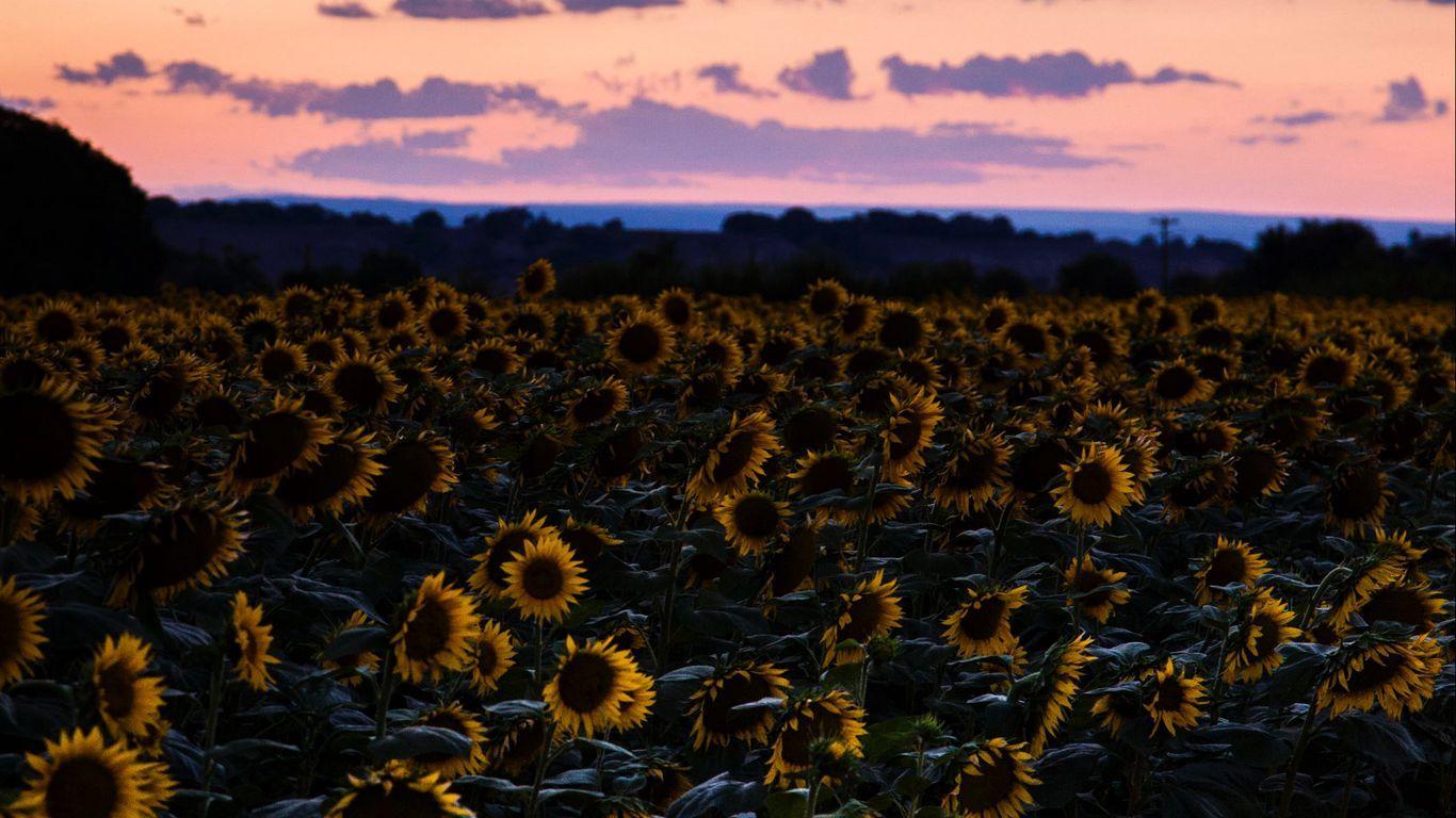 1366x768 Download wallpaper 1366x768 sunflowers, field, sunset, sky tablet