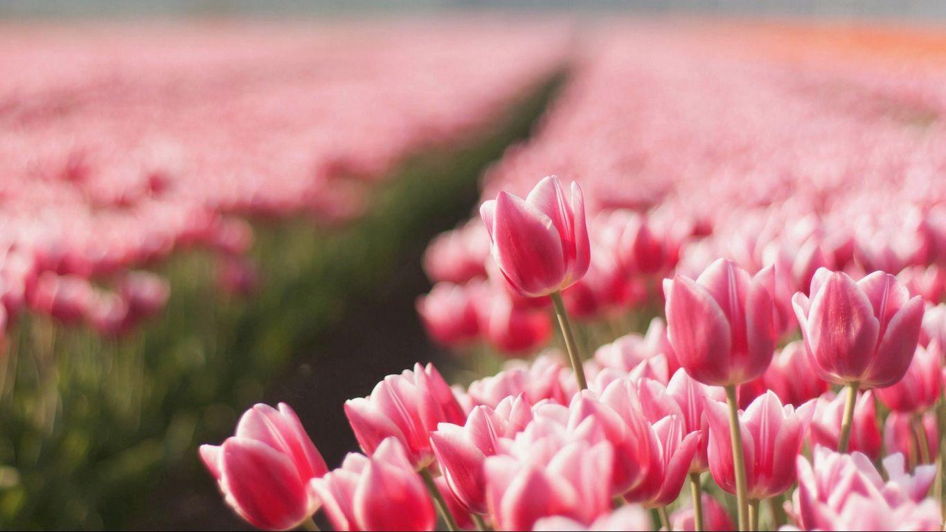 1366x768 Download wallpaper 1366x768 tulips, flowers, field, sharpness