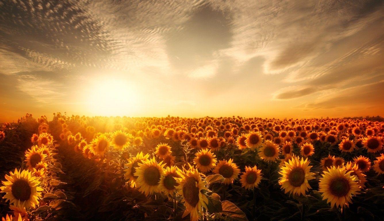 Sunflower Sunset Laptop Wallpapers - Top Free Sunflower Sunset Laptop ...