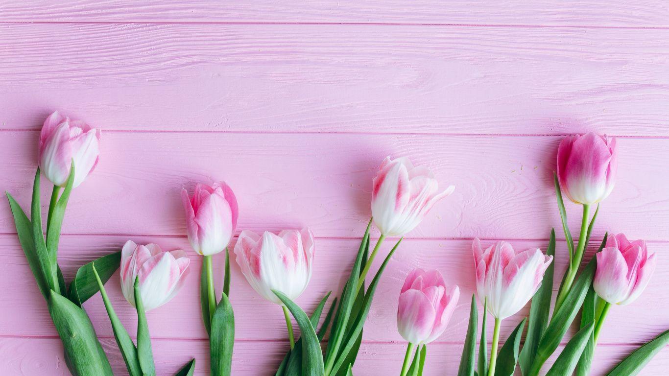 1366x768 Tulip, Flowers, Fresh, Wallpaper Wallpaper For Mobile