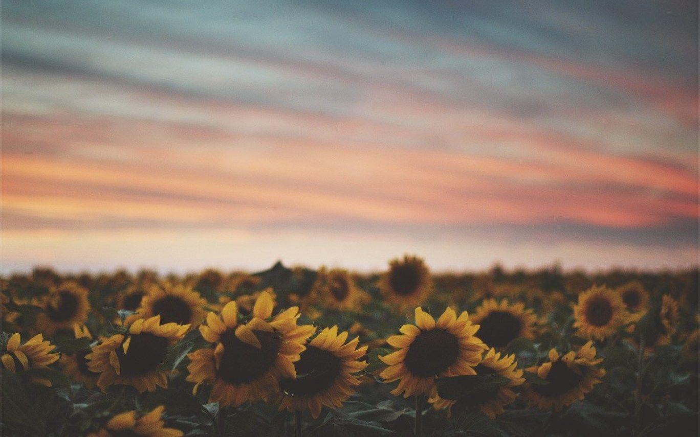 1368x855 Laptop Sunflower Tumblr Wallpaper
