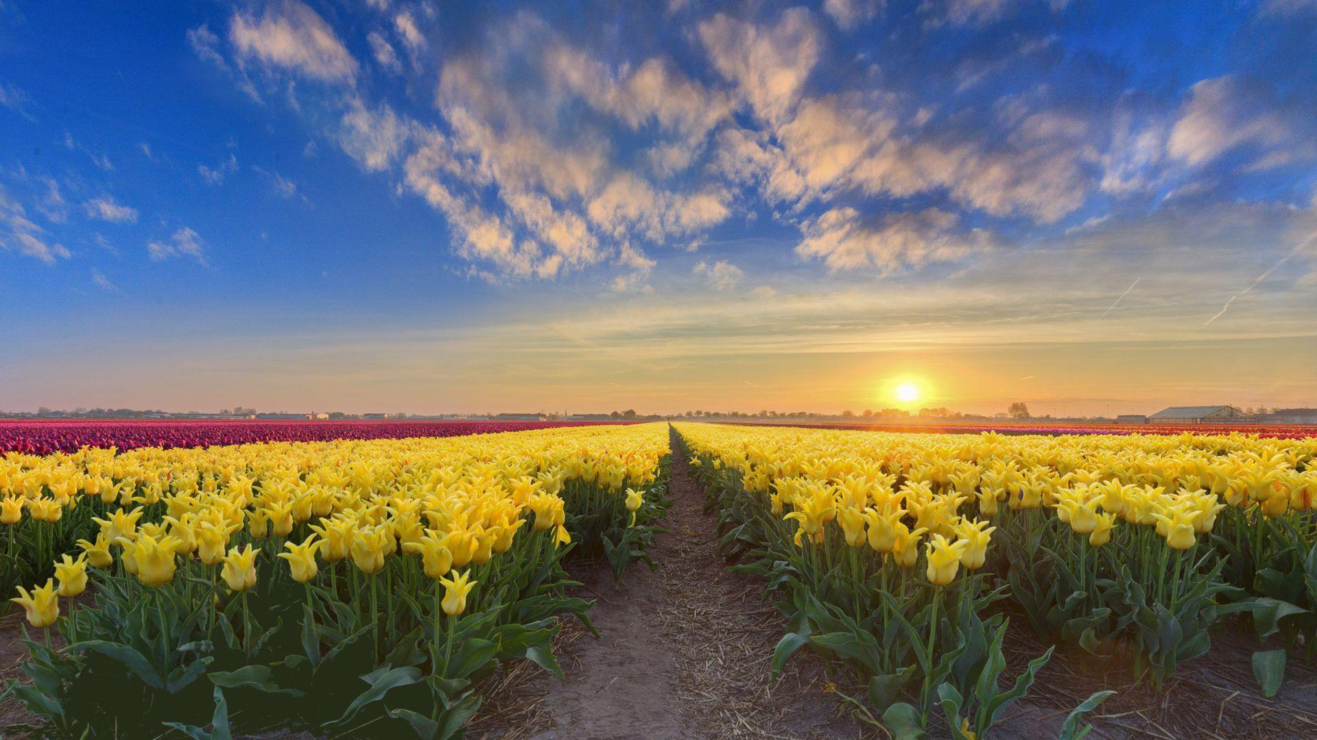 1920x1080 Gold Sunset Netherlands Spring Flowers Plantation With Yellow Red And Pink Tulips 4k Ultra HD Tv Wallpaper For Desktop Laptop Tablet And Mobile Phones 3840x2400 :