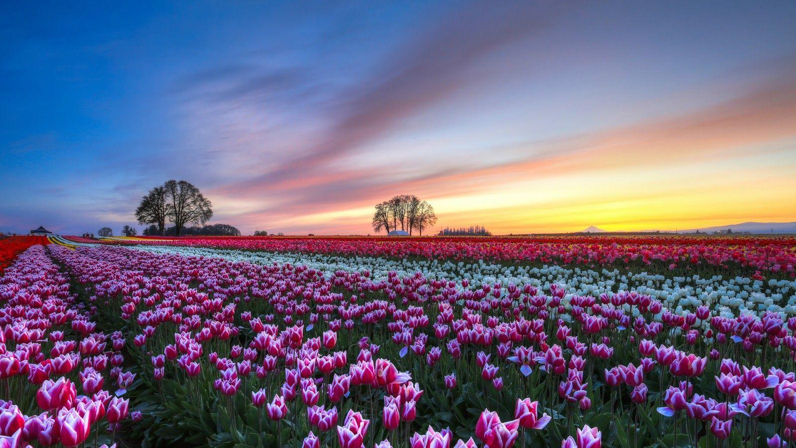 1600x900 Tulips Flower Field