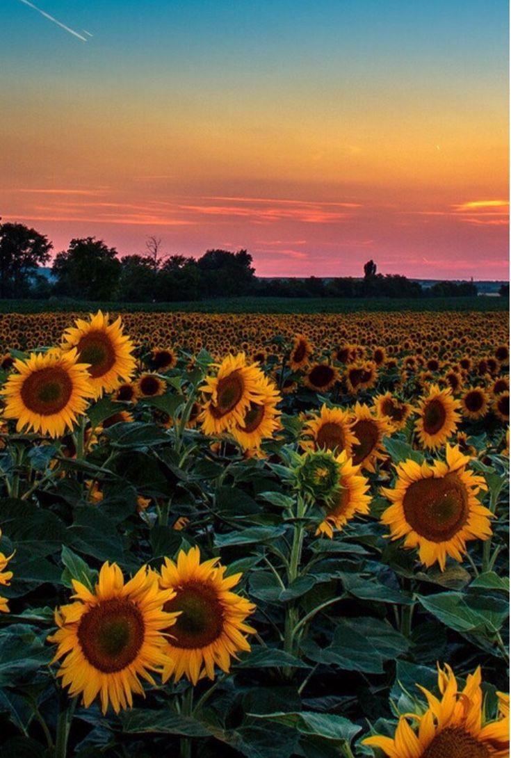 735x1090 Aesthetic Sunflower Field Wallpaper