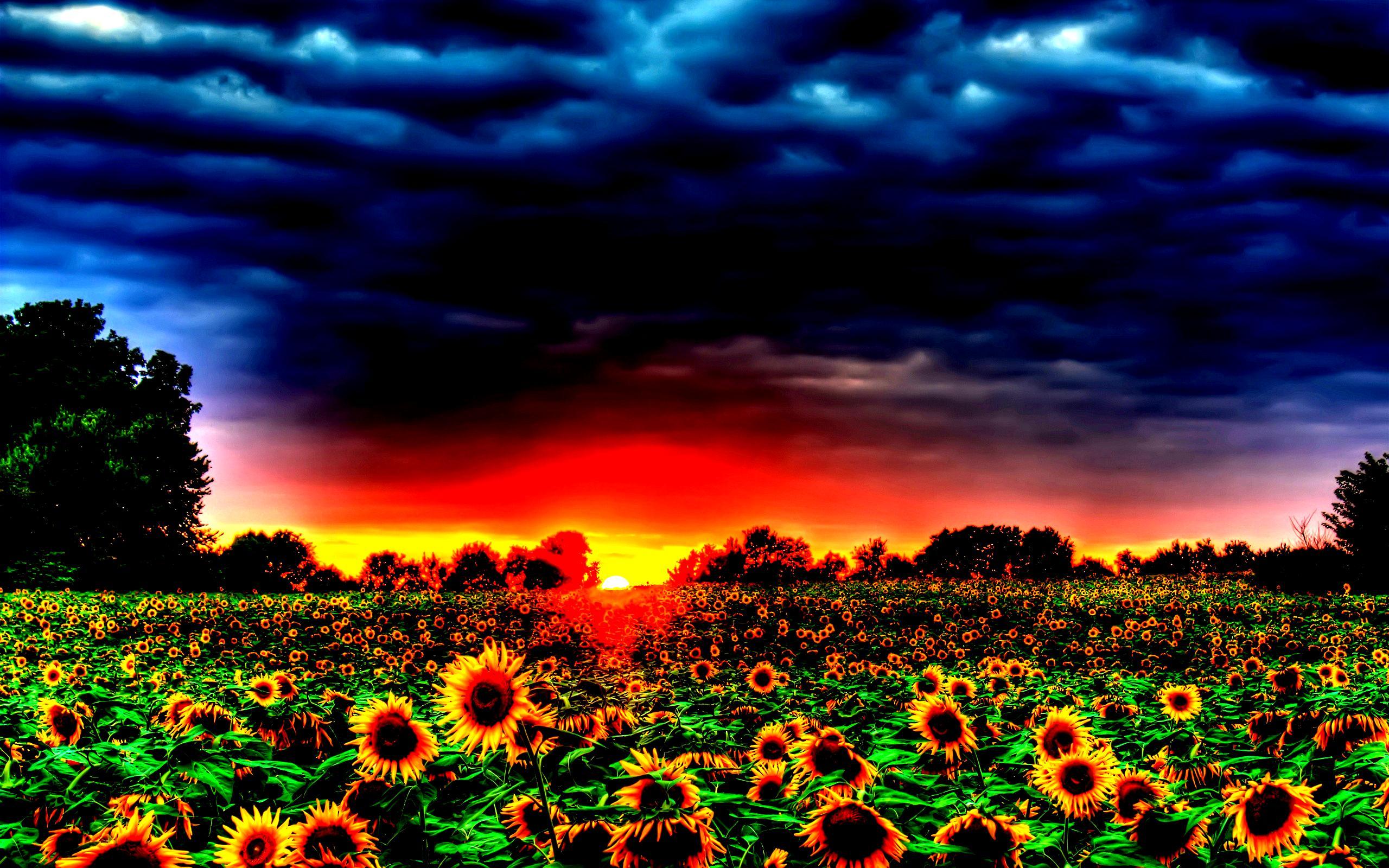Sunflower Sunset HD Wallpapers - Top Free Sunflower Sunset HD Backgrounds -  WallpaperAccess