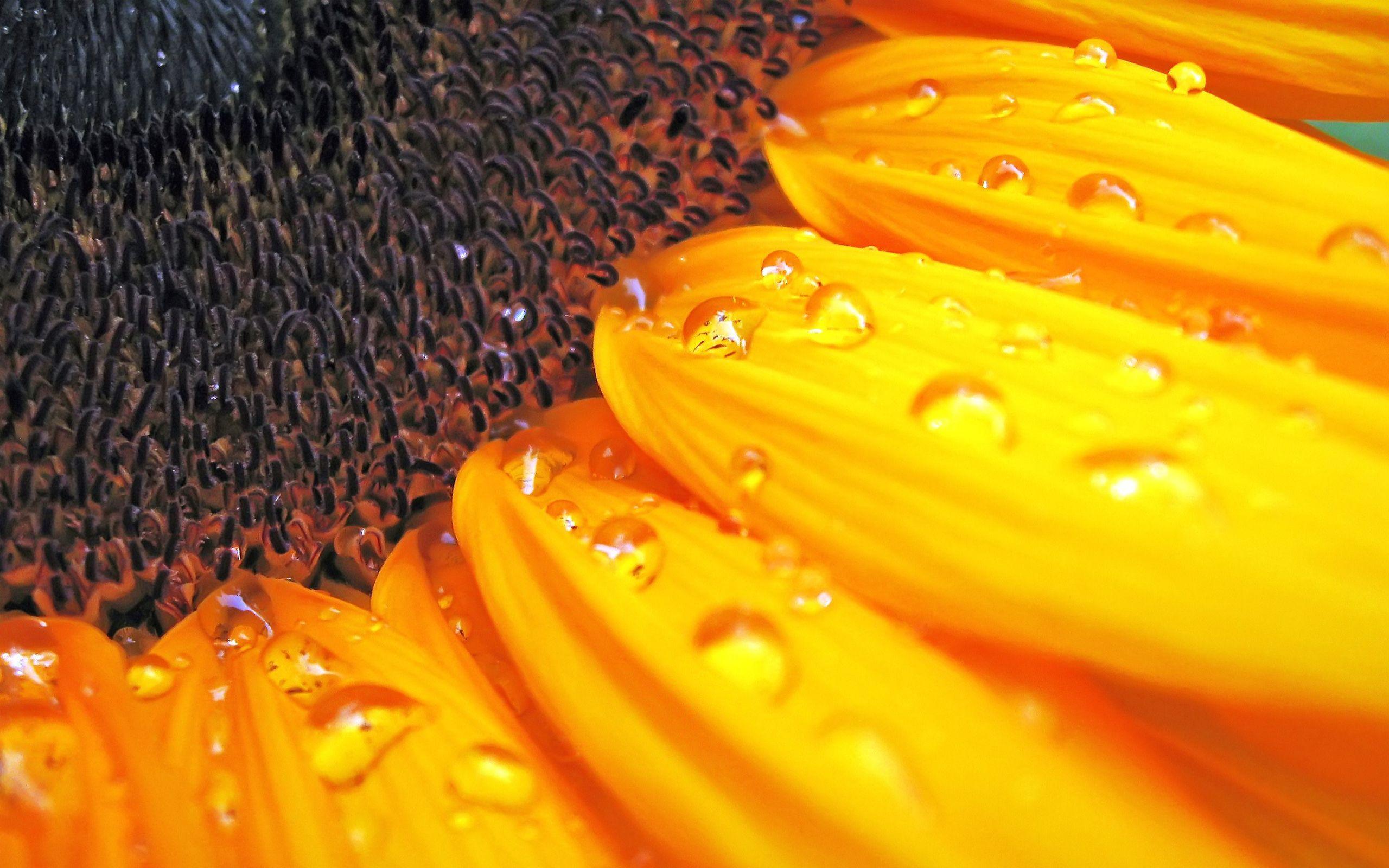 2560x1600 Wallpaper Sunflowers