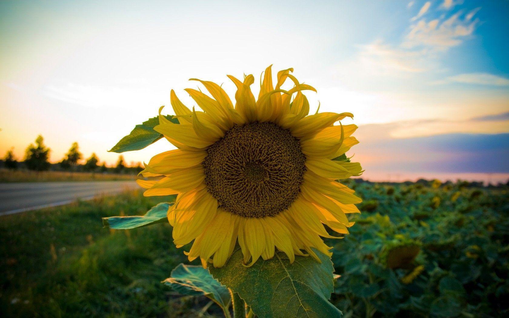 1680x1050 sunflower, road, field wallpaper desktop background