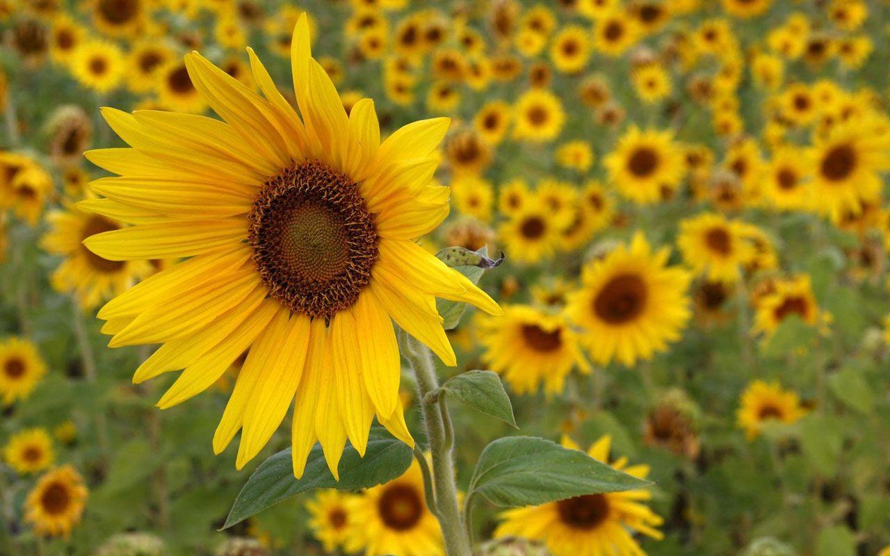 1280x800 Free download Sunflowers Desktop Background Sunflowers Photo