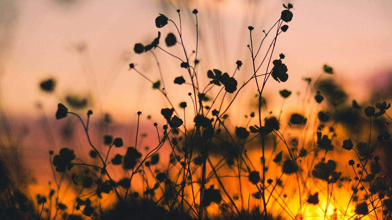 1366x768 Night Nature Flower Sunset Dark Shadow. Computer Wallpaper Desktop Wallpaper, Laptop Wallpaper Desktop Wallpaper, Desktop Wallpaper Macbook