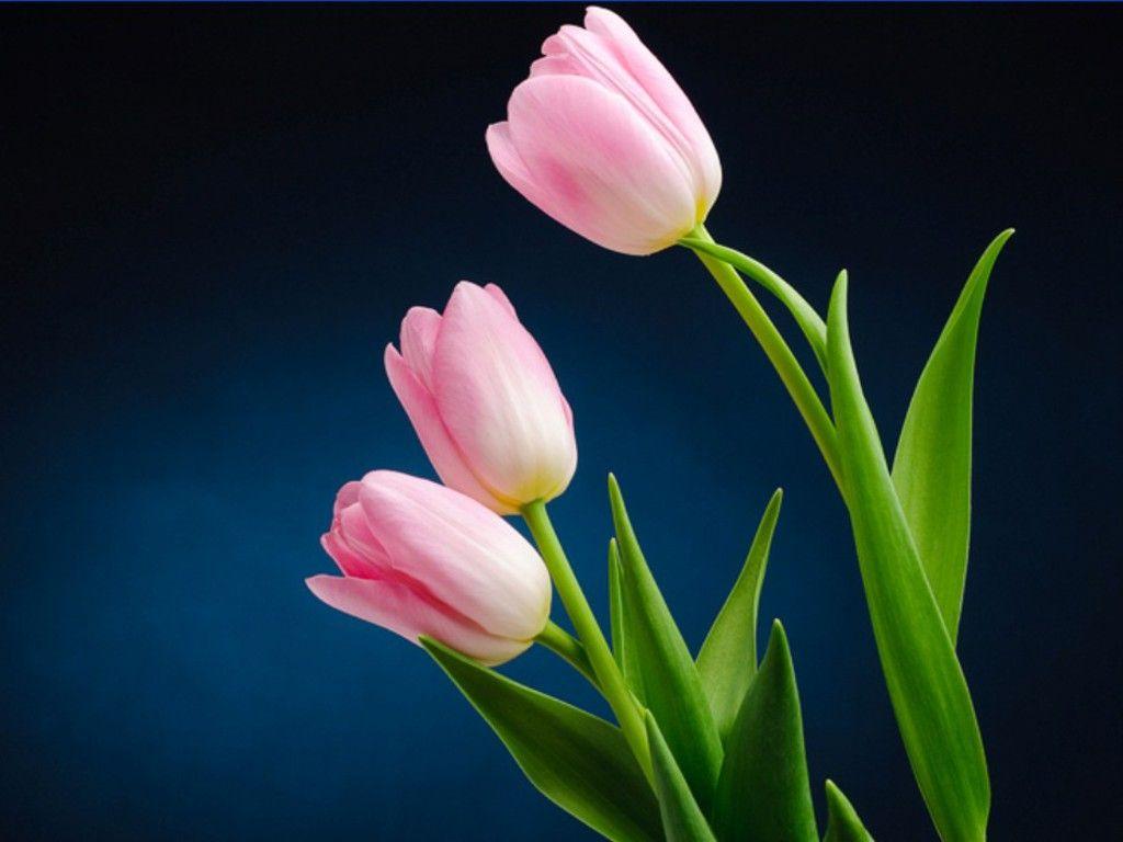 1024x768 Creative Tulips Wallpaper - #WPZCG31 B.SCB Wallpaper