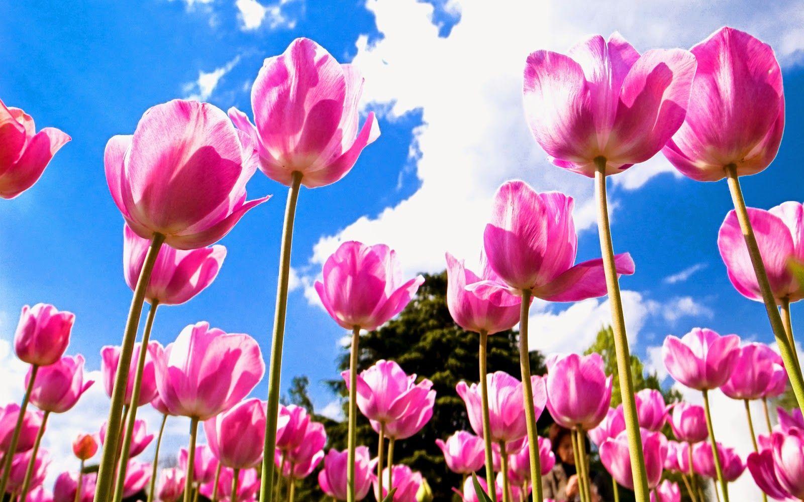 1600x1000 Flower Temple: HD Wallpaper Of Tulip Flower