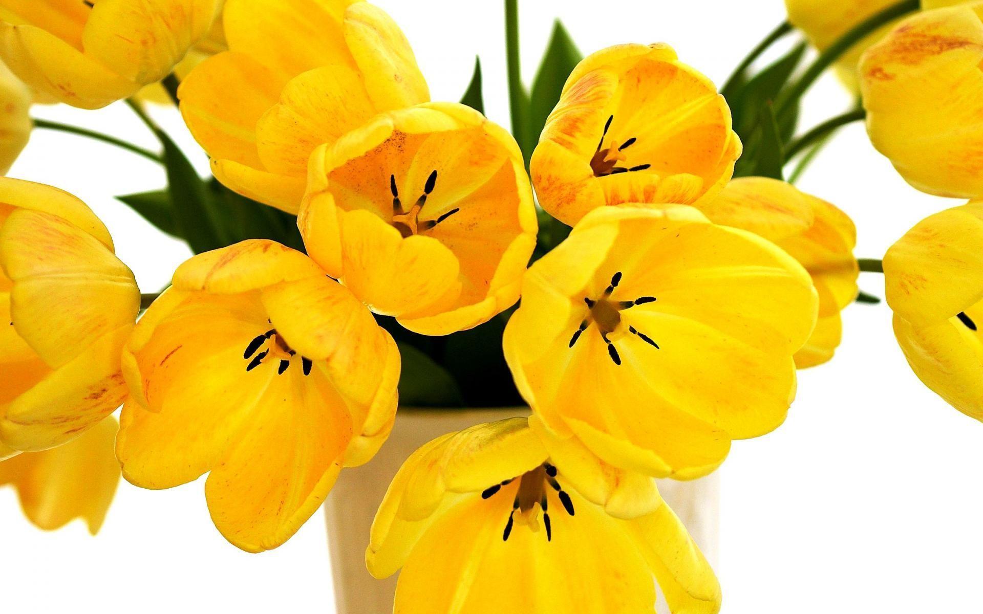 1920x1200 Yellow Tulips, Background, Picture, Photos, Laptop Wallpaper. Yellow tulips, Flower wallpaper, Tulips