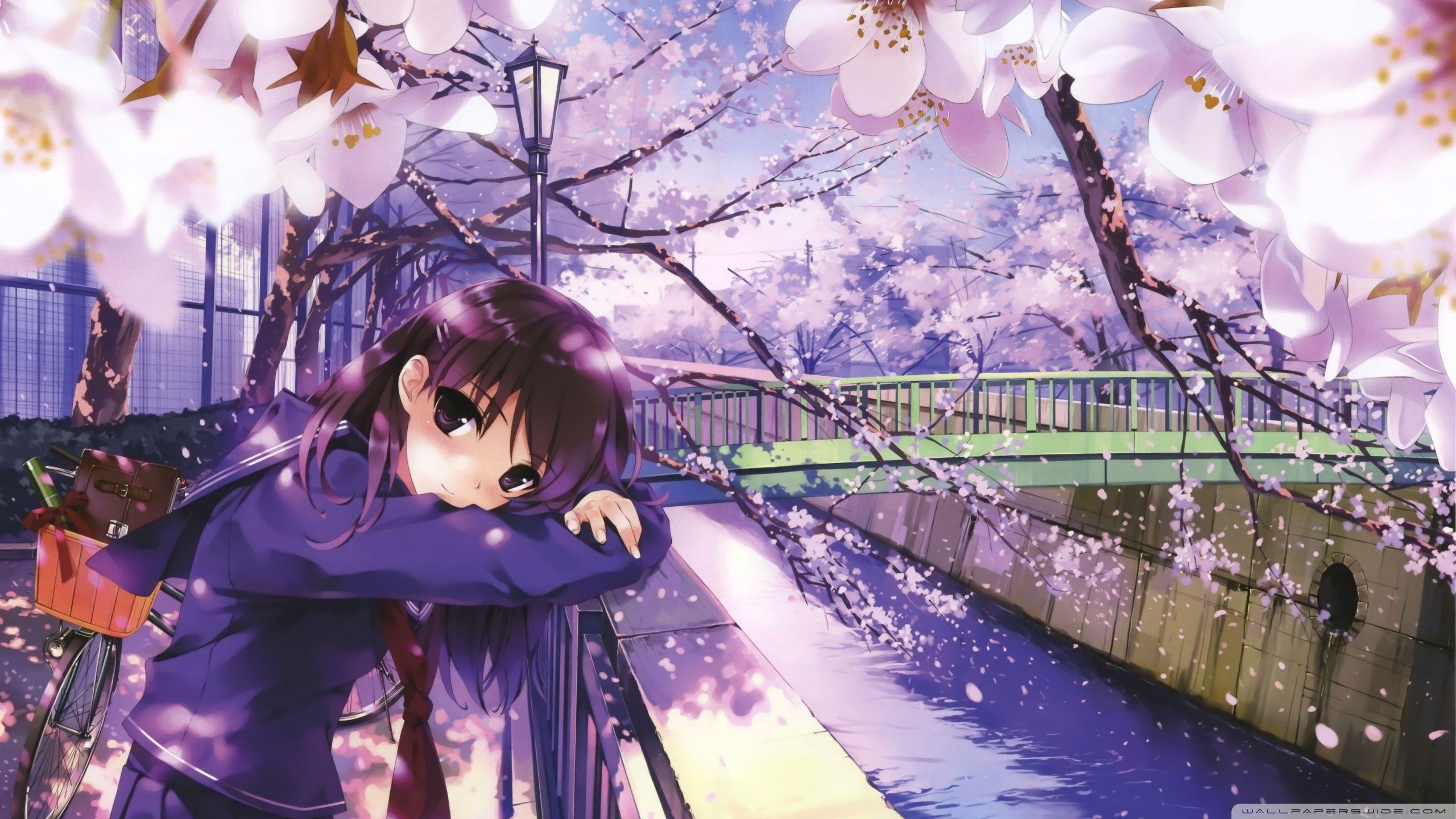2560x1440 Sakura Spring Ultra HD Desktop Background Wallpaper for 4K UHD TV