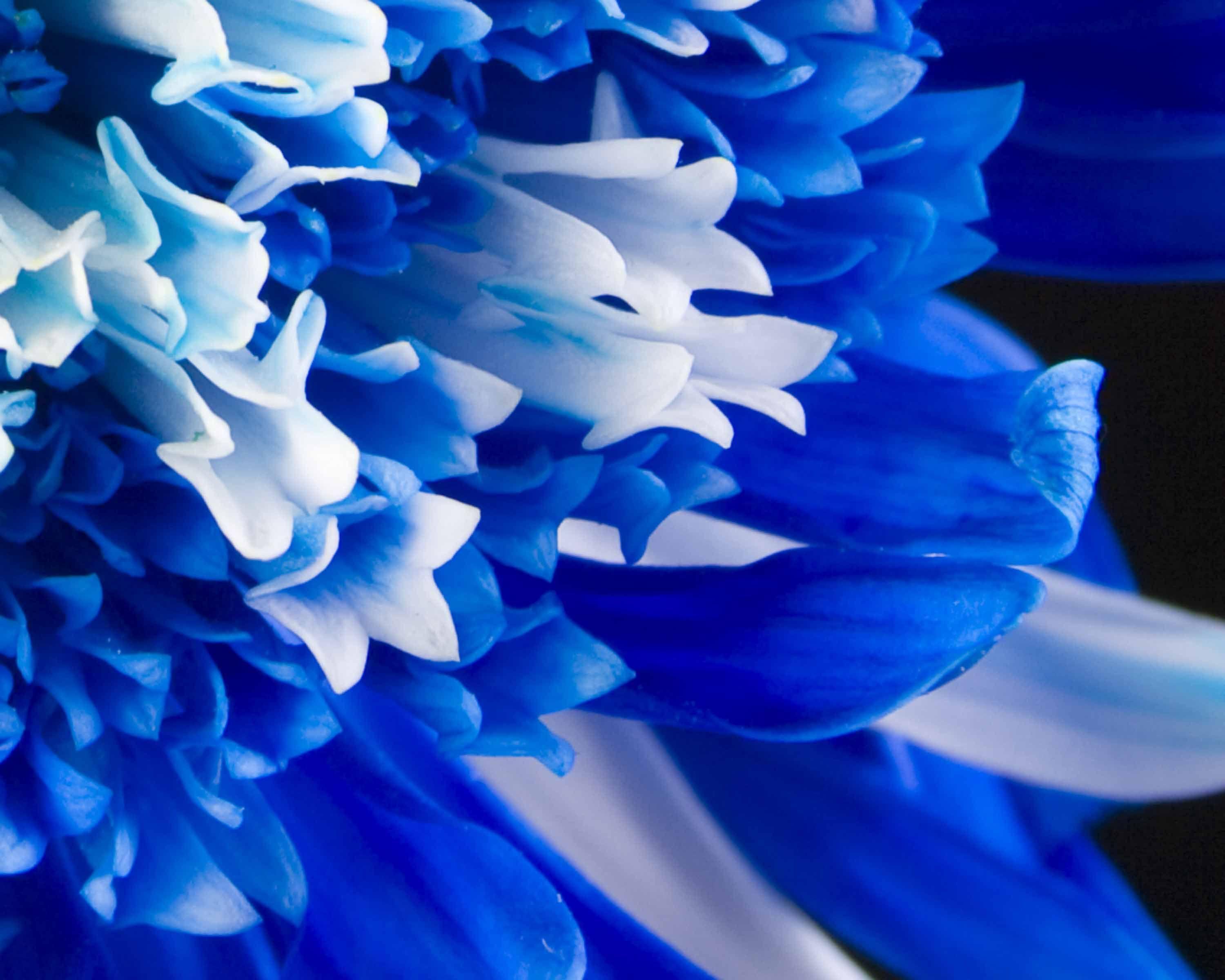 3000x2400 Royal Blue HD Background