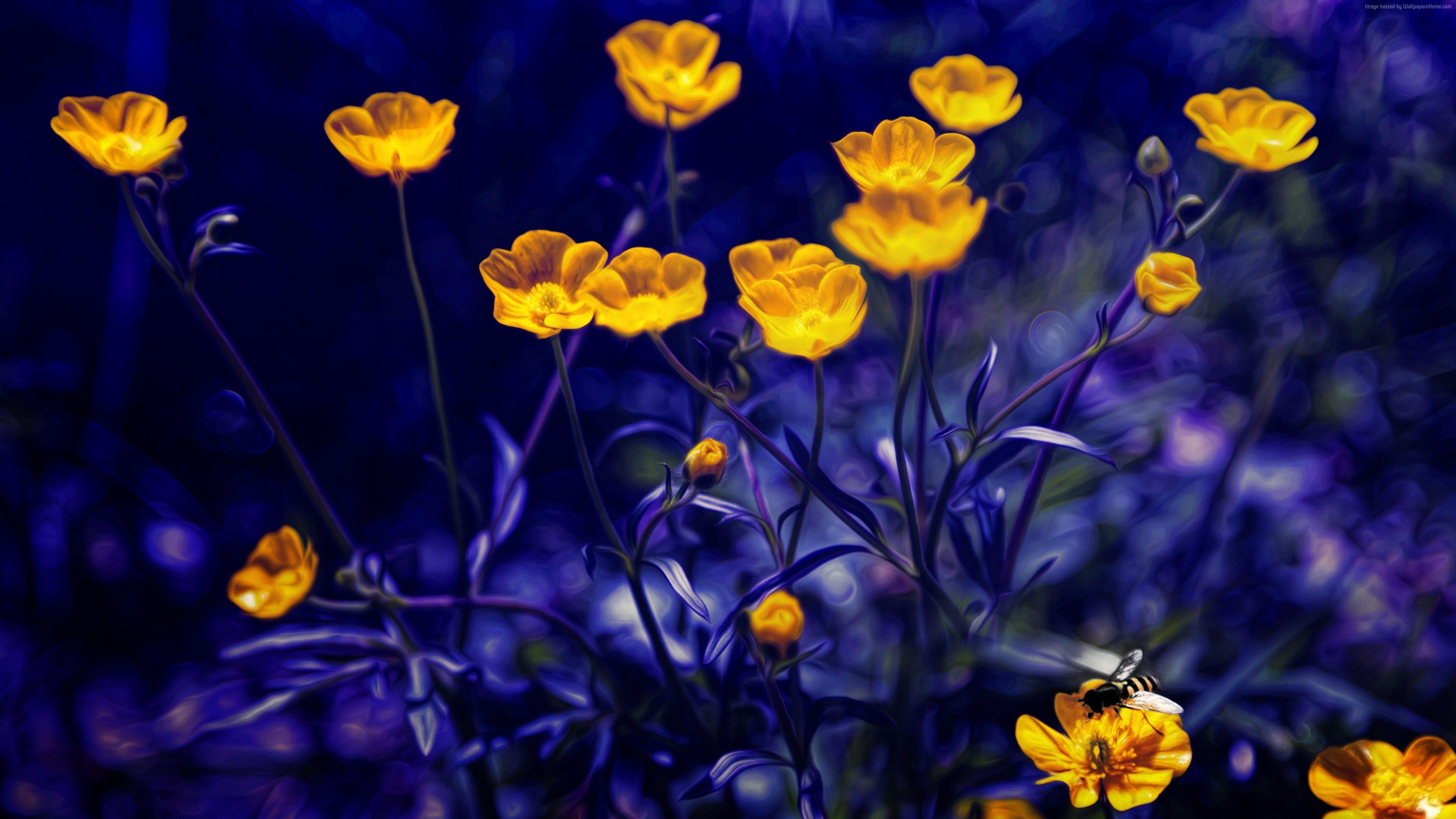 3840x2160 Wallpaper Buttercups, 4k, 5k wallpaper, flowers, yellow, purple
