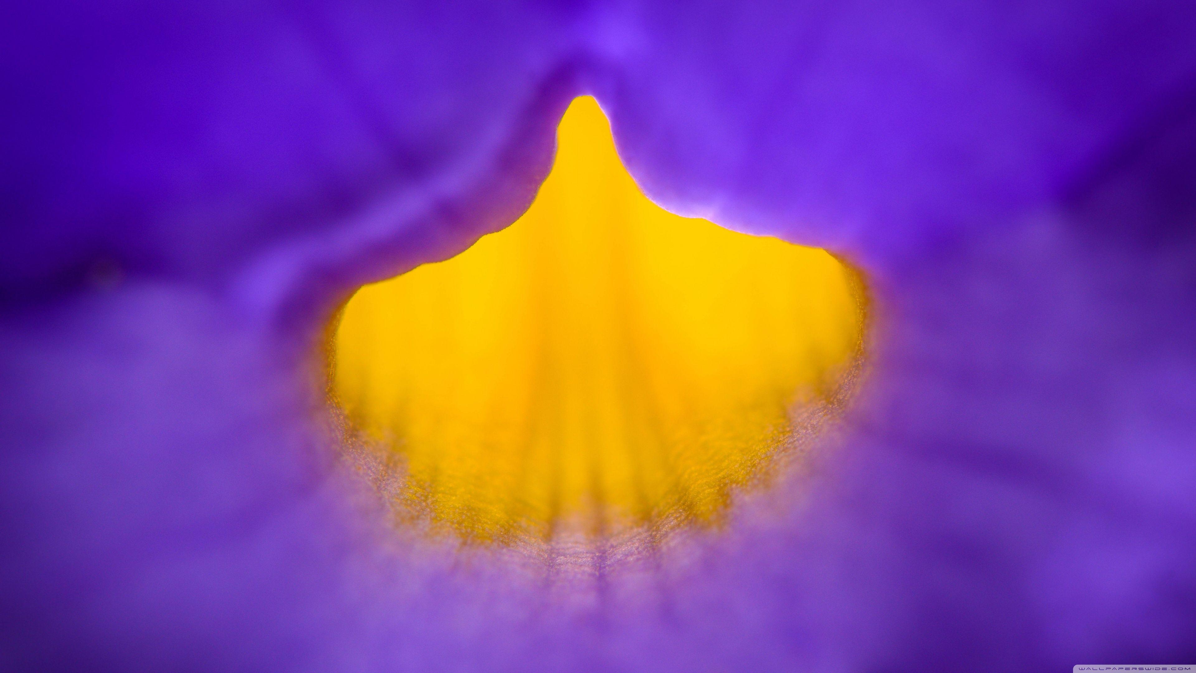 Purple and Yellow Wallpapers Top Free Purple and Yellow Backgrounds