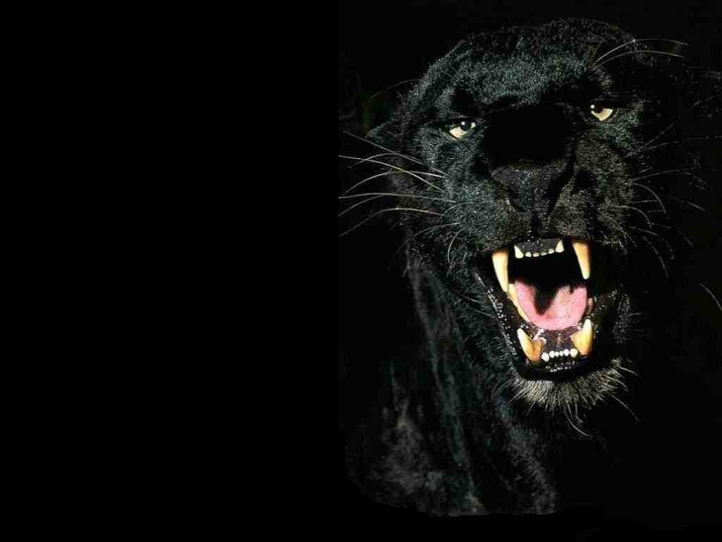 1024x768 Panther Wallpaper. Black Panther Wallpaper, Black Panther Marvel Wallpaper and Panther Lily Wallpaper