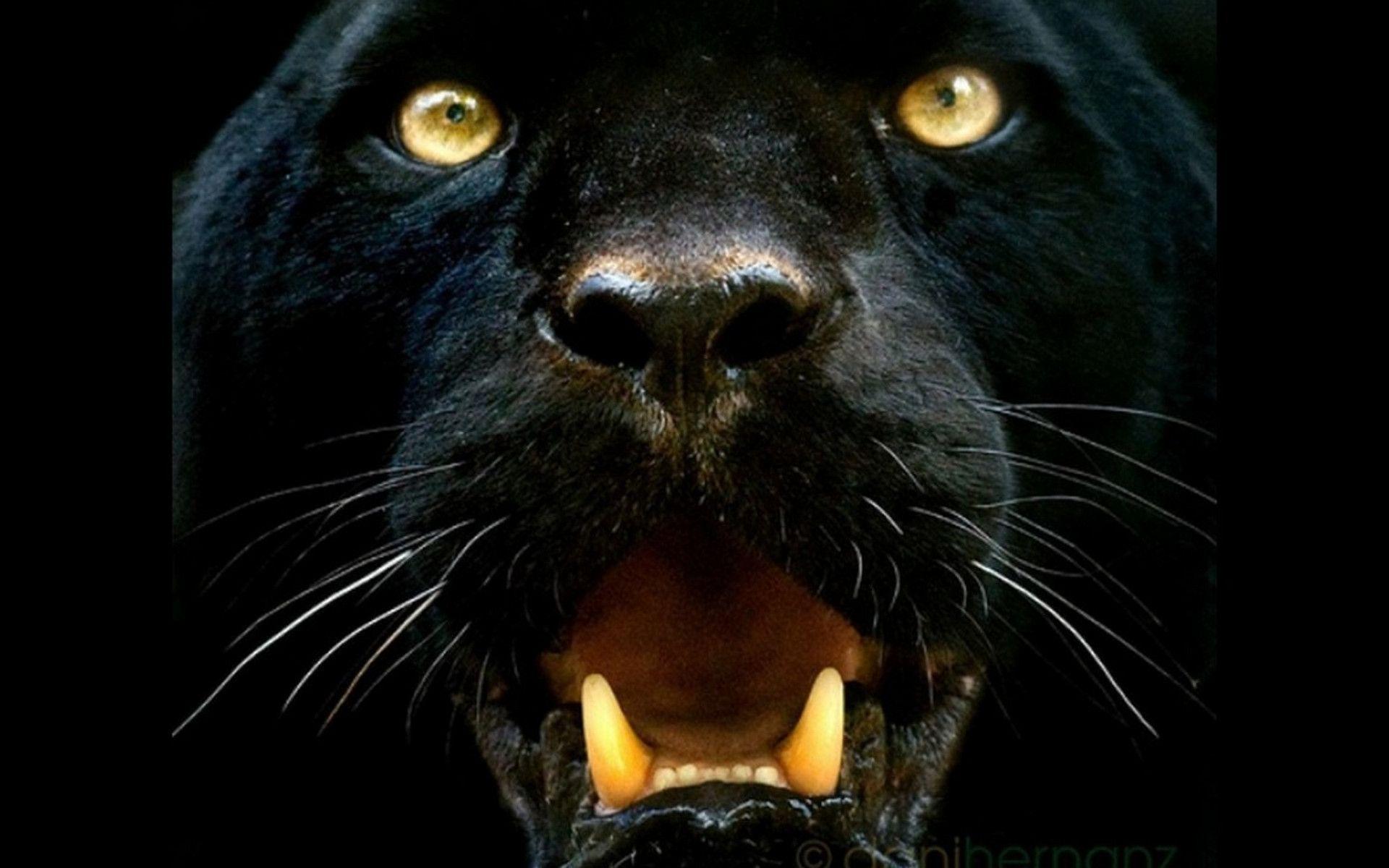 1920x1200 Free Panther, Download Free Clip Art, Free Clip Art on Clipart Library
