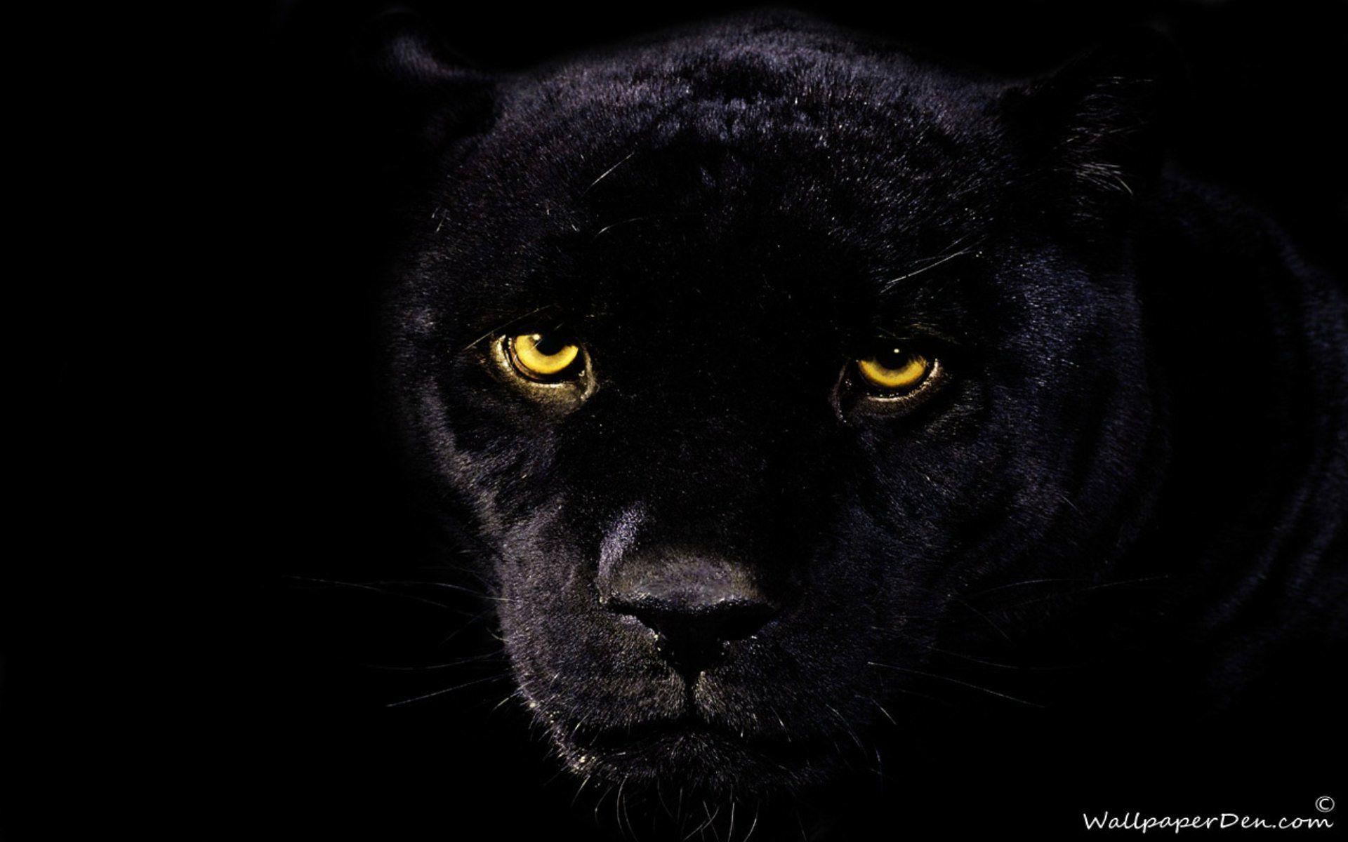 1920x1200 HDQ Black Panther Image Collection for Desktop, VV.21
