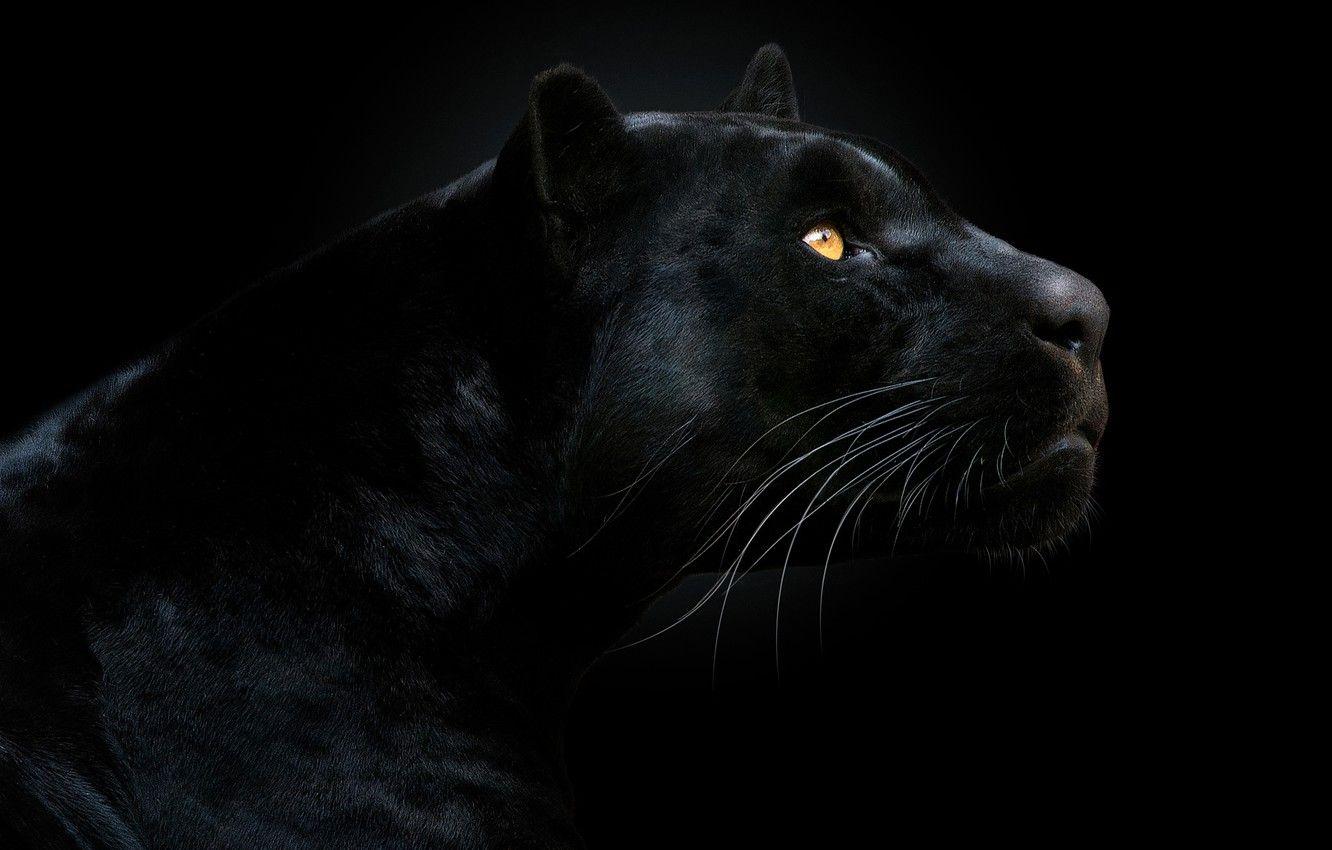 1332x850 Wallpaper look, face, Panther, black background, the dark