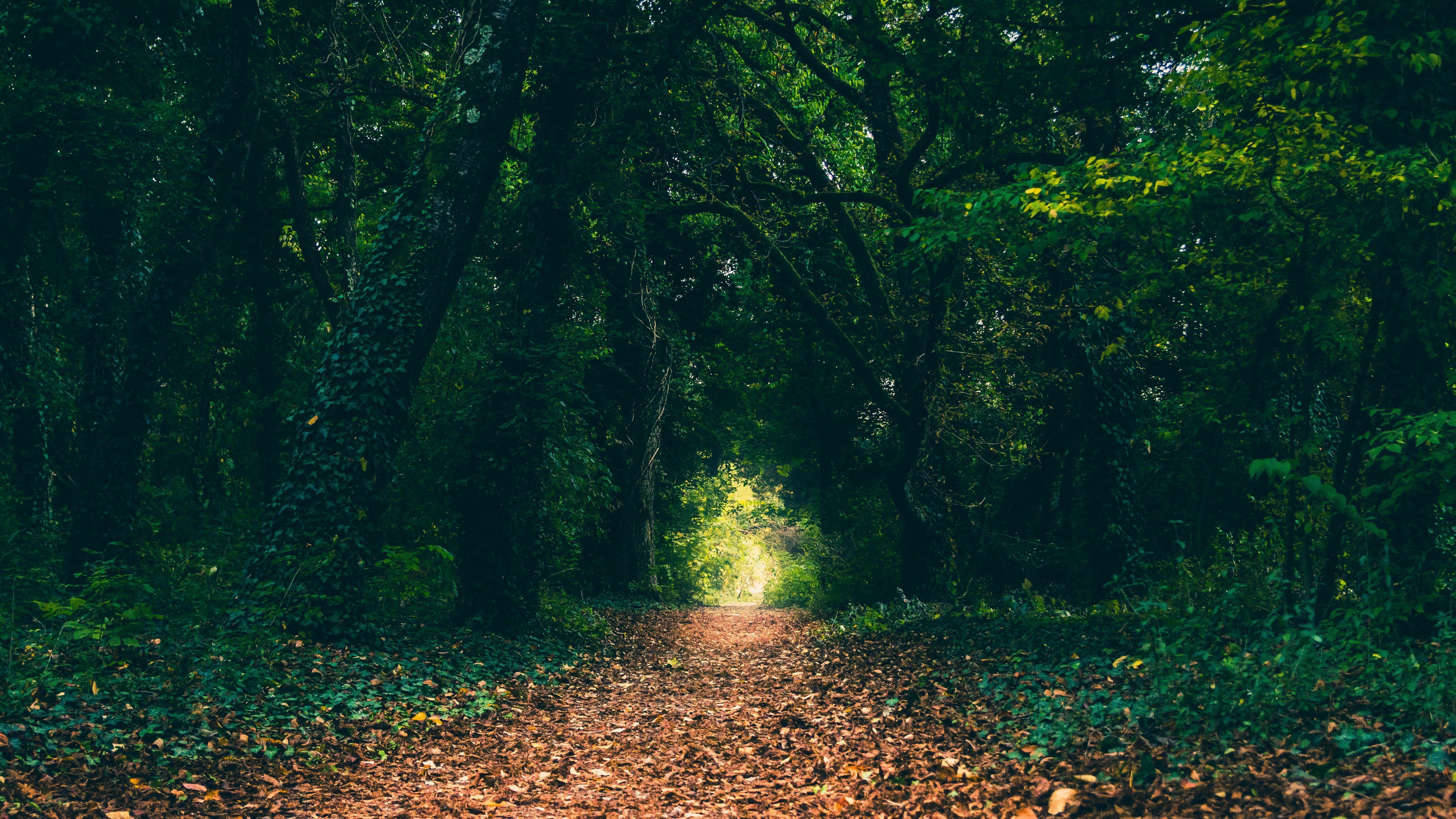 5584x3141 green trees #forest #path #leaves #trees #nature K #wallpaper