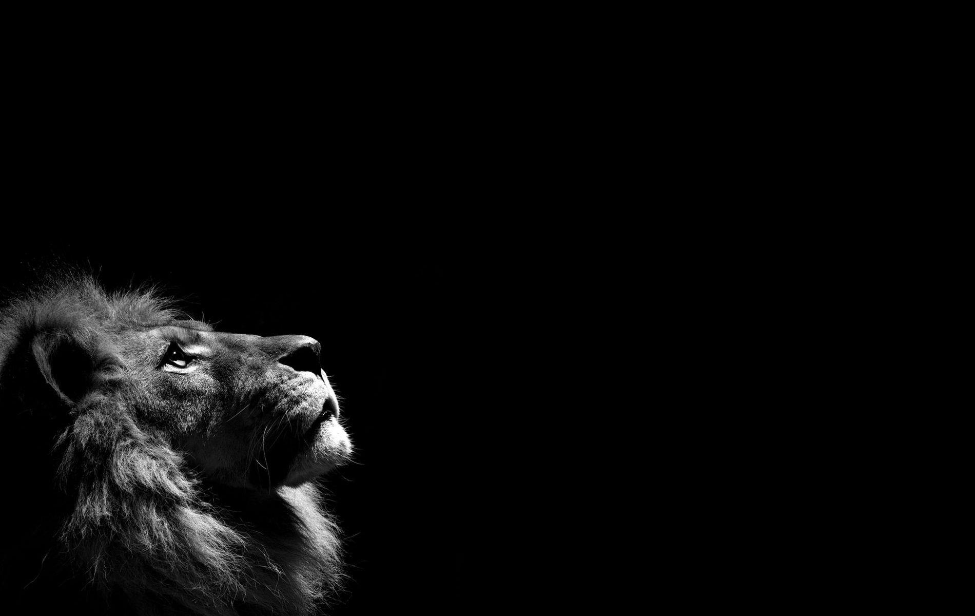 1900x1200 Free Lion Black And White Wallpaper High Quality Resolution
