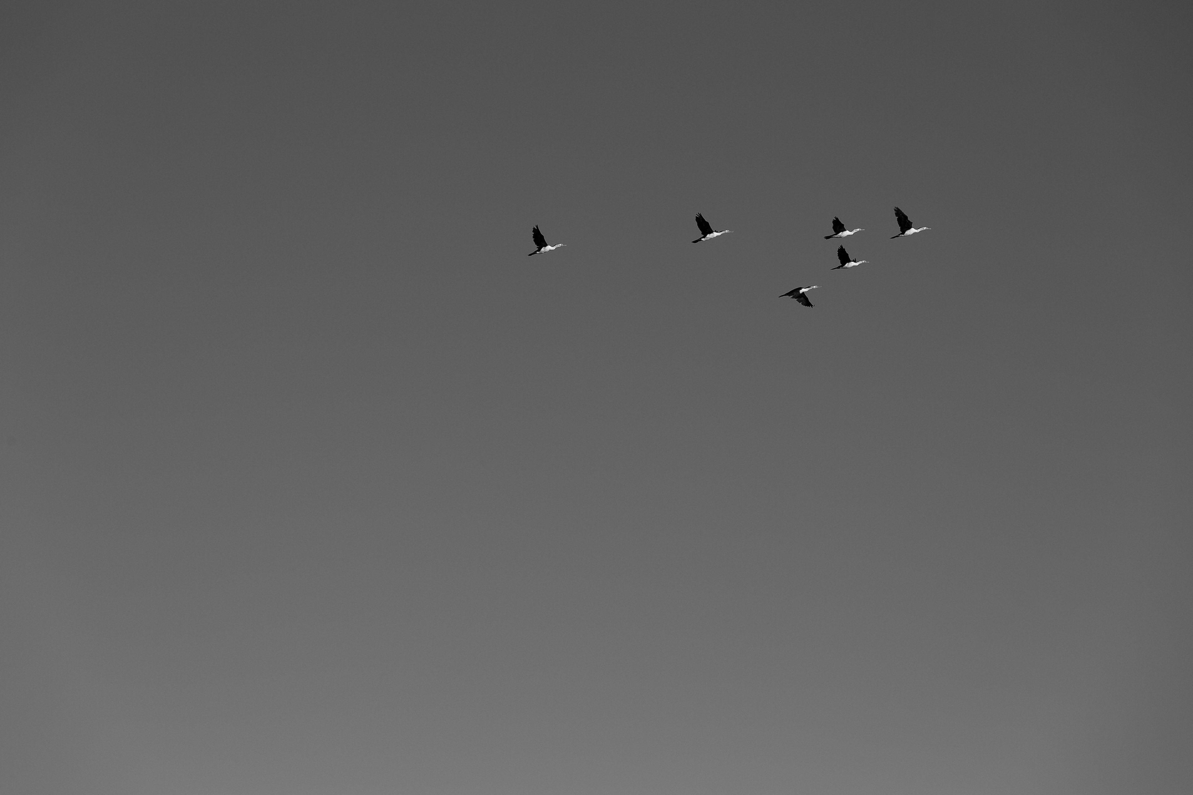 3840x2560 minimalist simple black and white and graphic HD 4k wallpaper