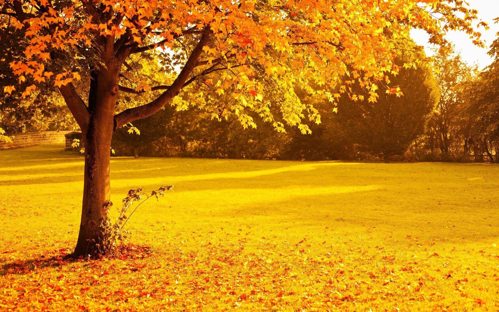 Yellow Nature Wallpapers - Top Free Yellow Nature Backgrounds -  WallpaperAccess