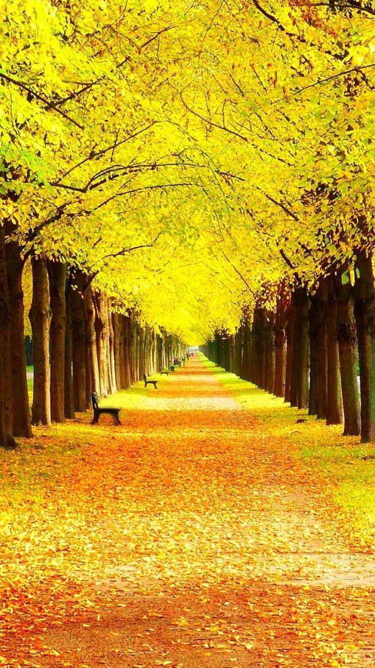 Beautiful Yellow Nature Wallpapers - Top Free Beautiful Yellow Nature  Backgrounds - WallpaperAccess