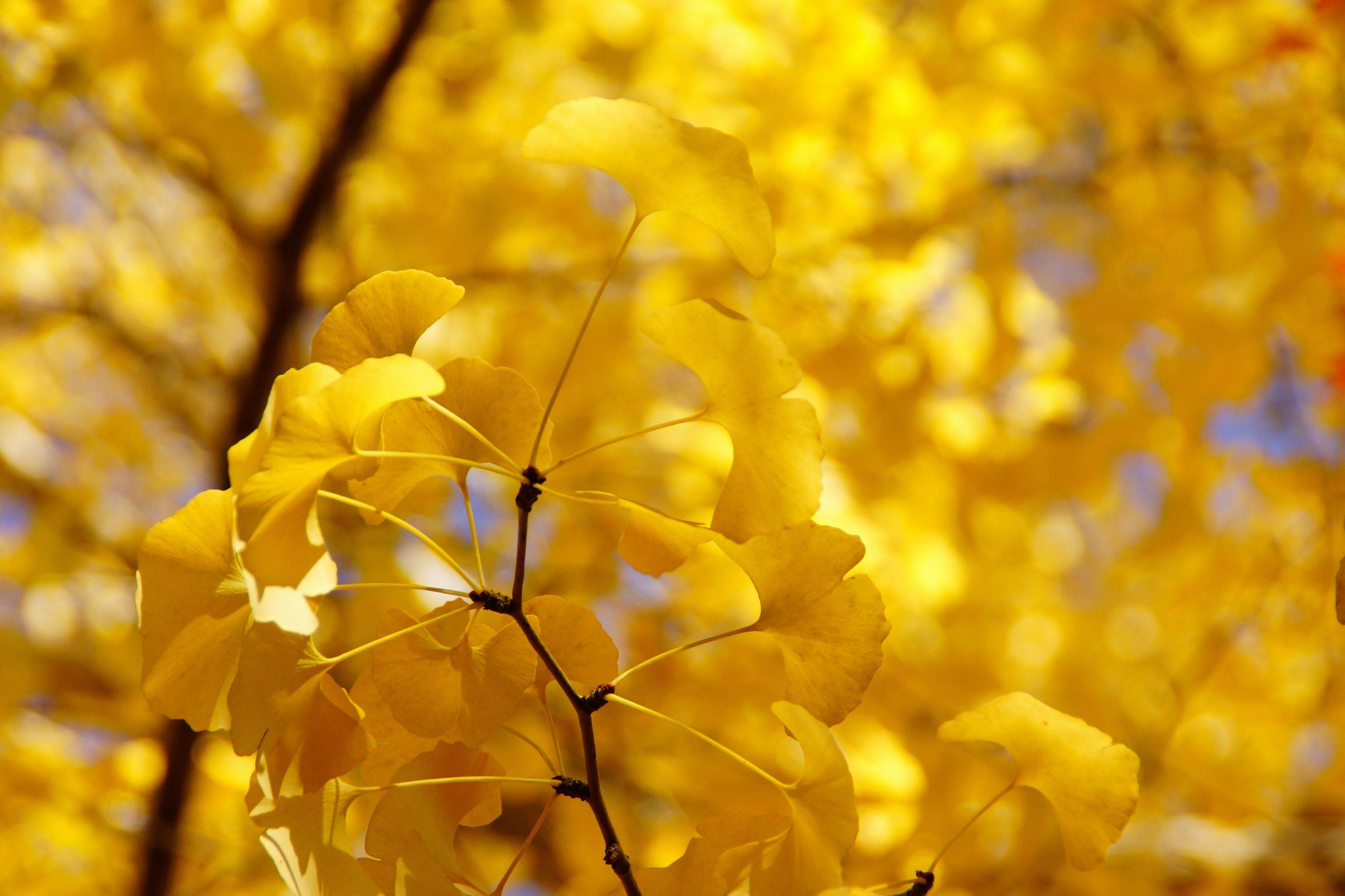 Yellow Nature Wallpapers - Top Free Yellow Nature Backgrounds