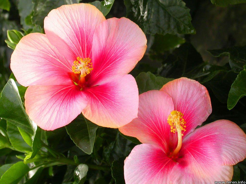 1024x768 Free download Pink Hibiscus Flower Background Viewing Gallery
