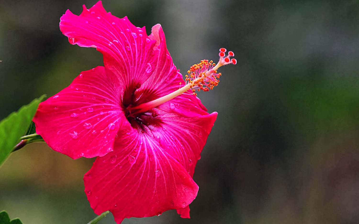 1500x938 Pink Hibiscus Flower Wallpaper Image Simple HD