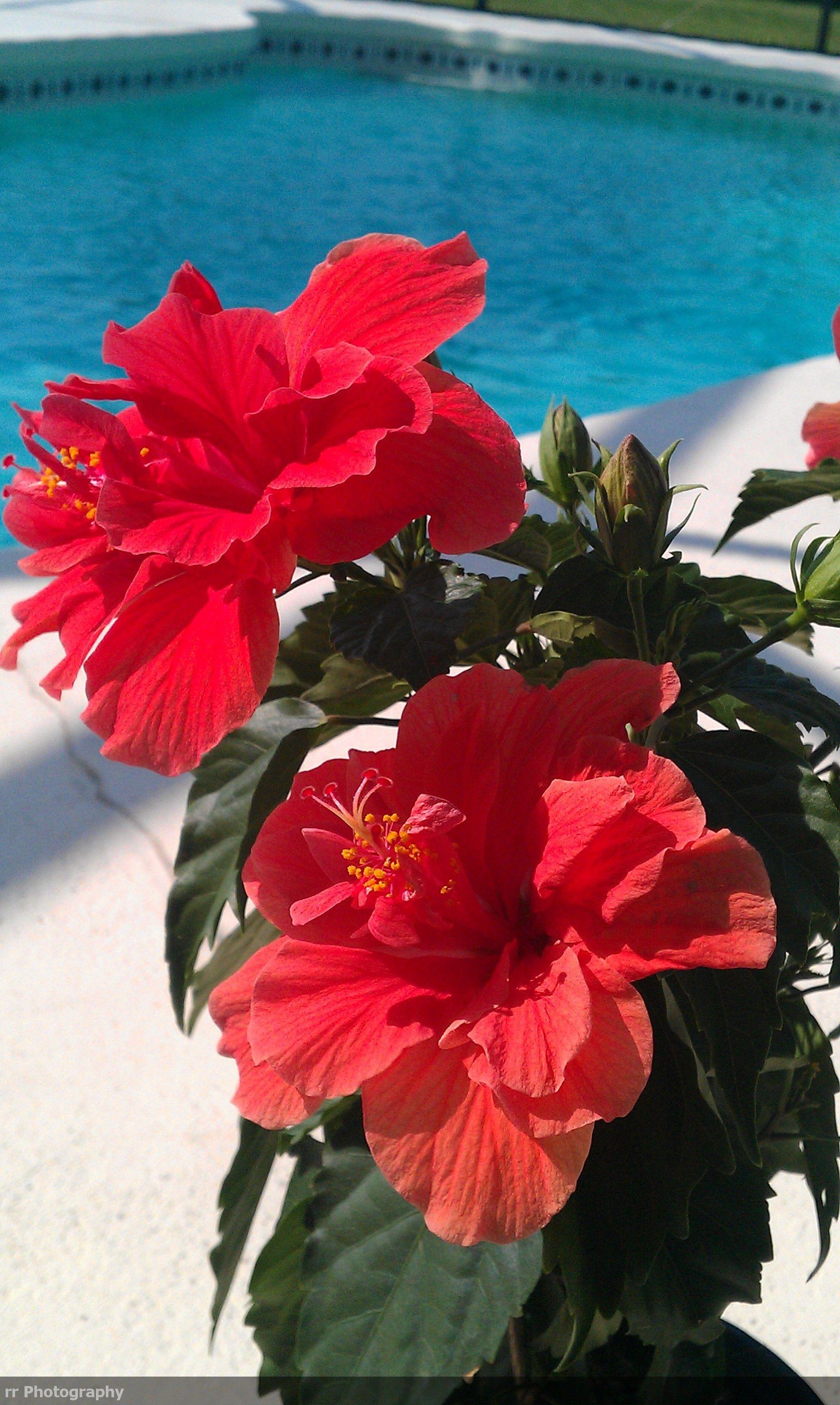 High-Quality Where Can I Buy Hibiscus Flowers Photo Photography High-Quality Where Can I Buy Hibiscus Flowers Photo Photography
