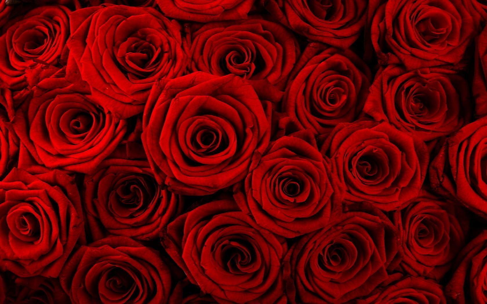 1680x1050 Red Rose Desktop Wallpaper. Beautiful flowers