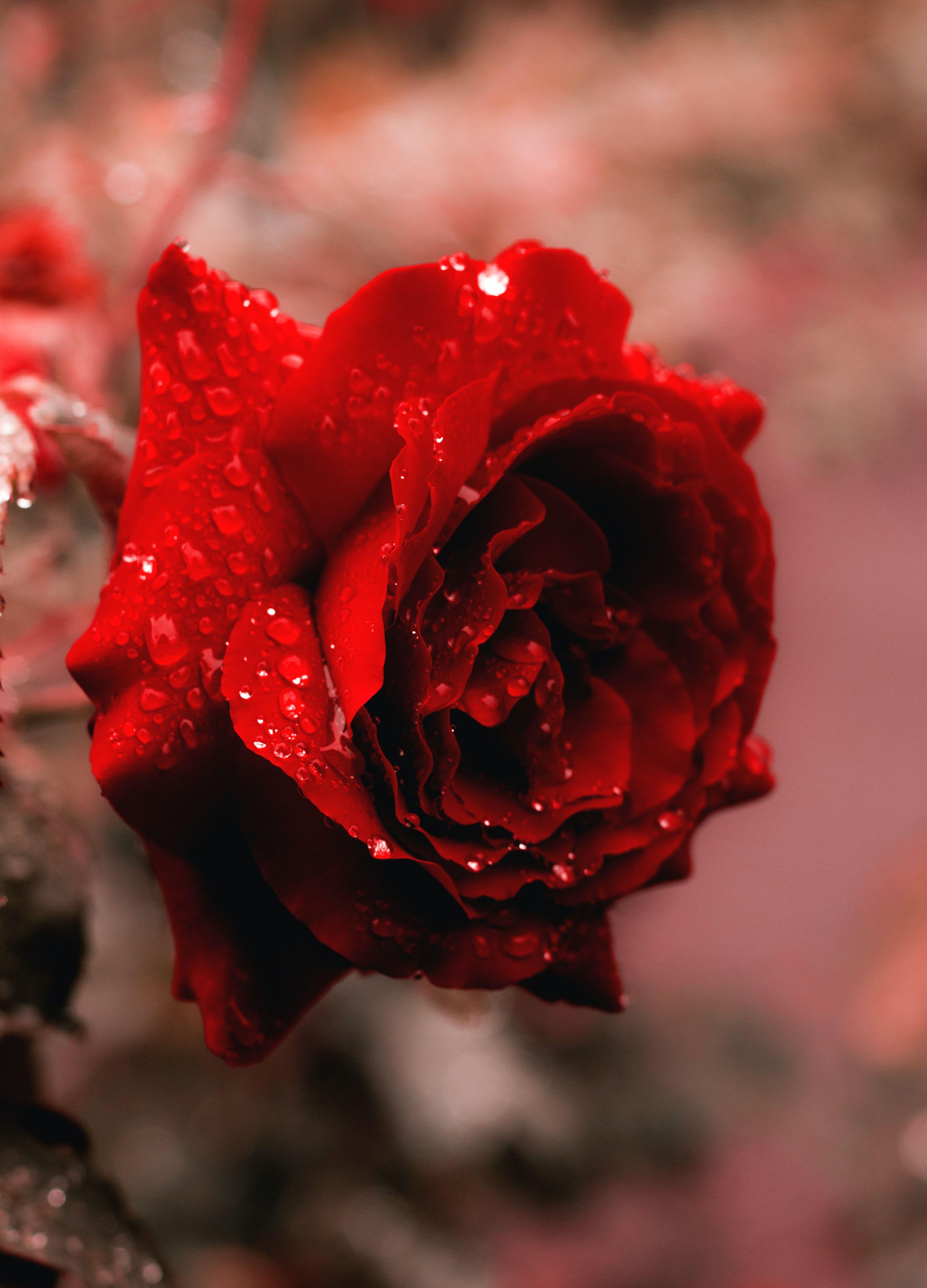 Featured image of post Love Full Screen Rose Wallpaper Hd 2880x1800 red rose love wallpapers wallpaper cave incredible