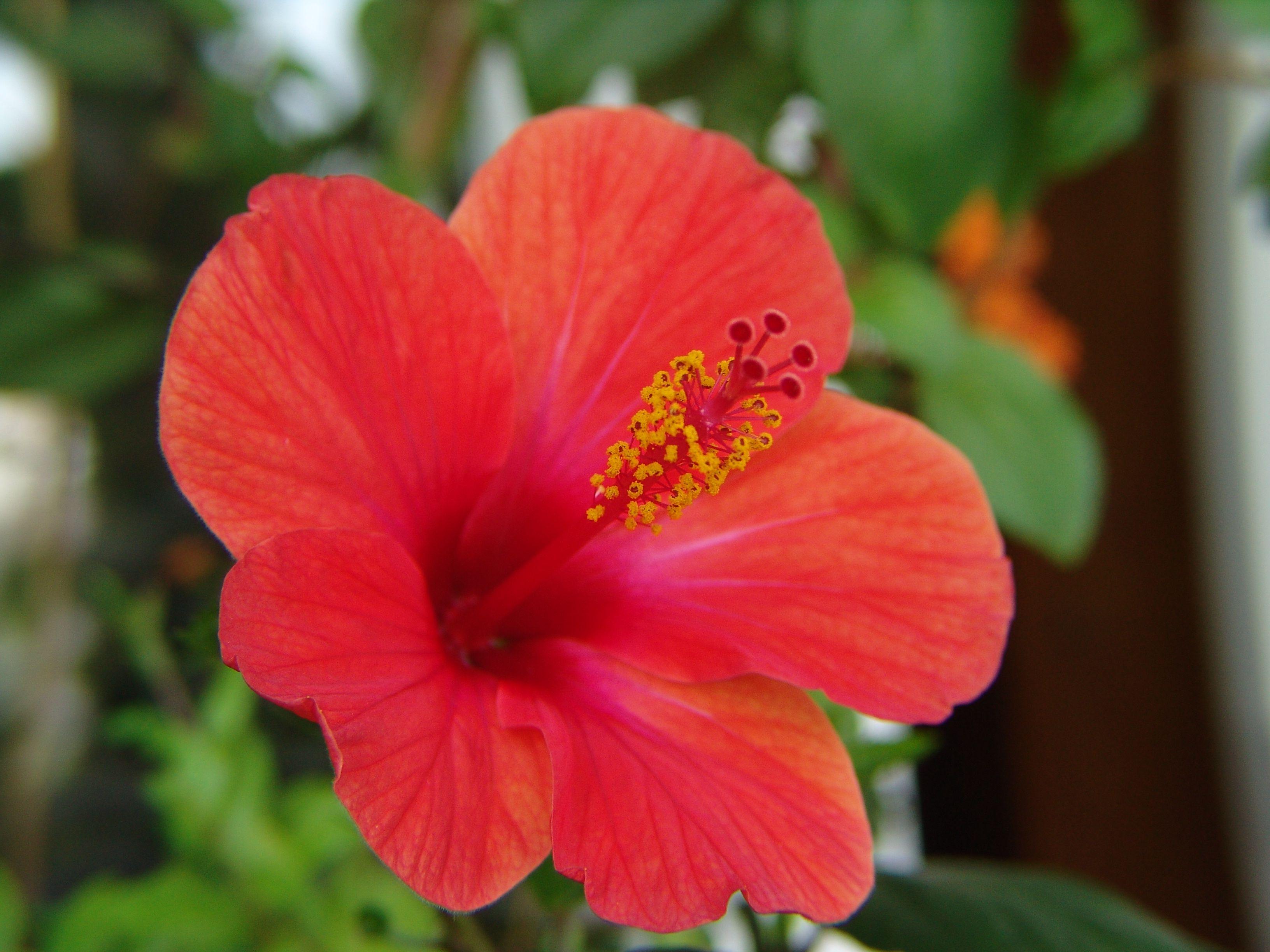 Hibiscus Flower Wallpapers - Top Free Hibiscus Flower Backgrounds