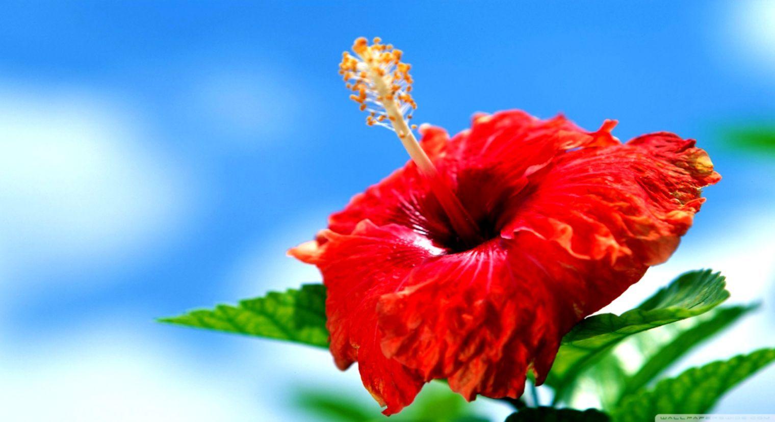 Hibiscus 4K Wallpapers - Top Free Hibiscus 4K Backgrounds - WallpaperAccess