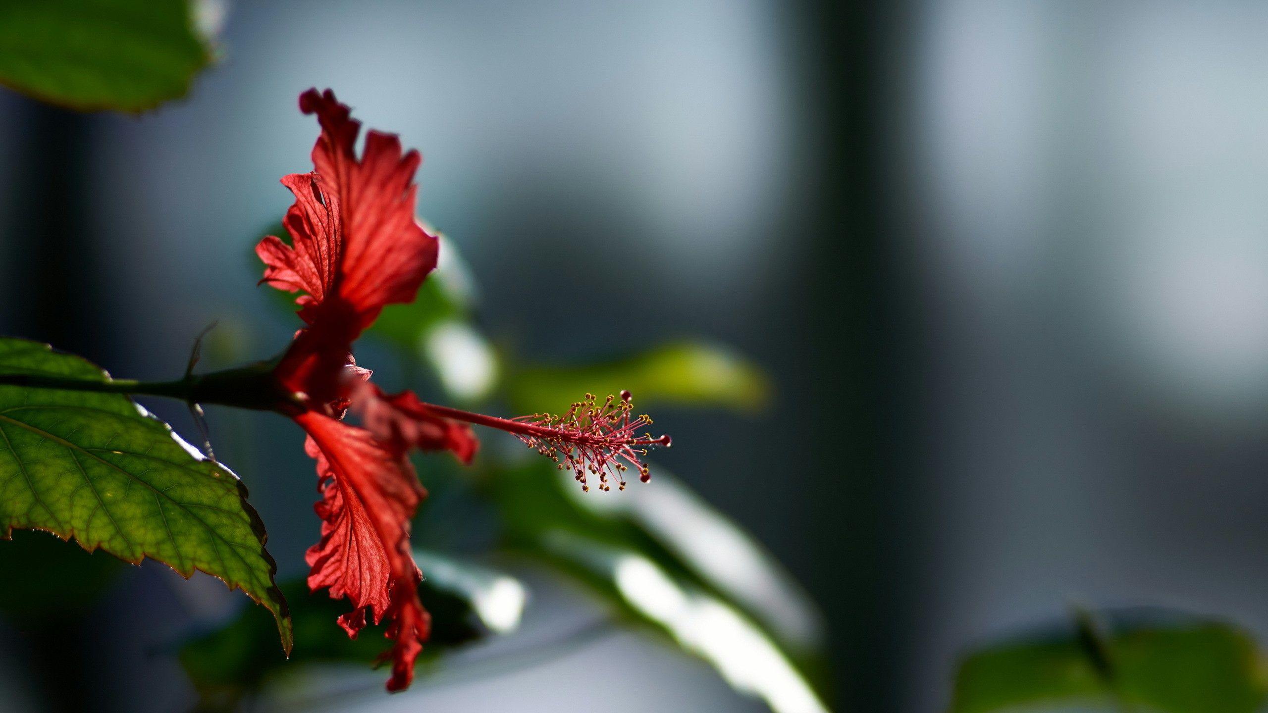 2560x1440 Hibiscus Flower 1440P Resolution HD 4k Wallpaper