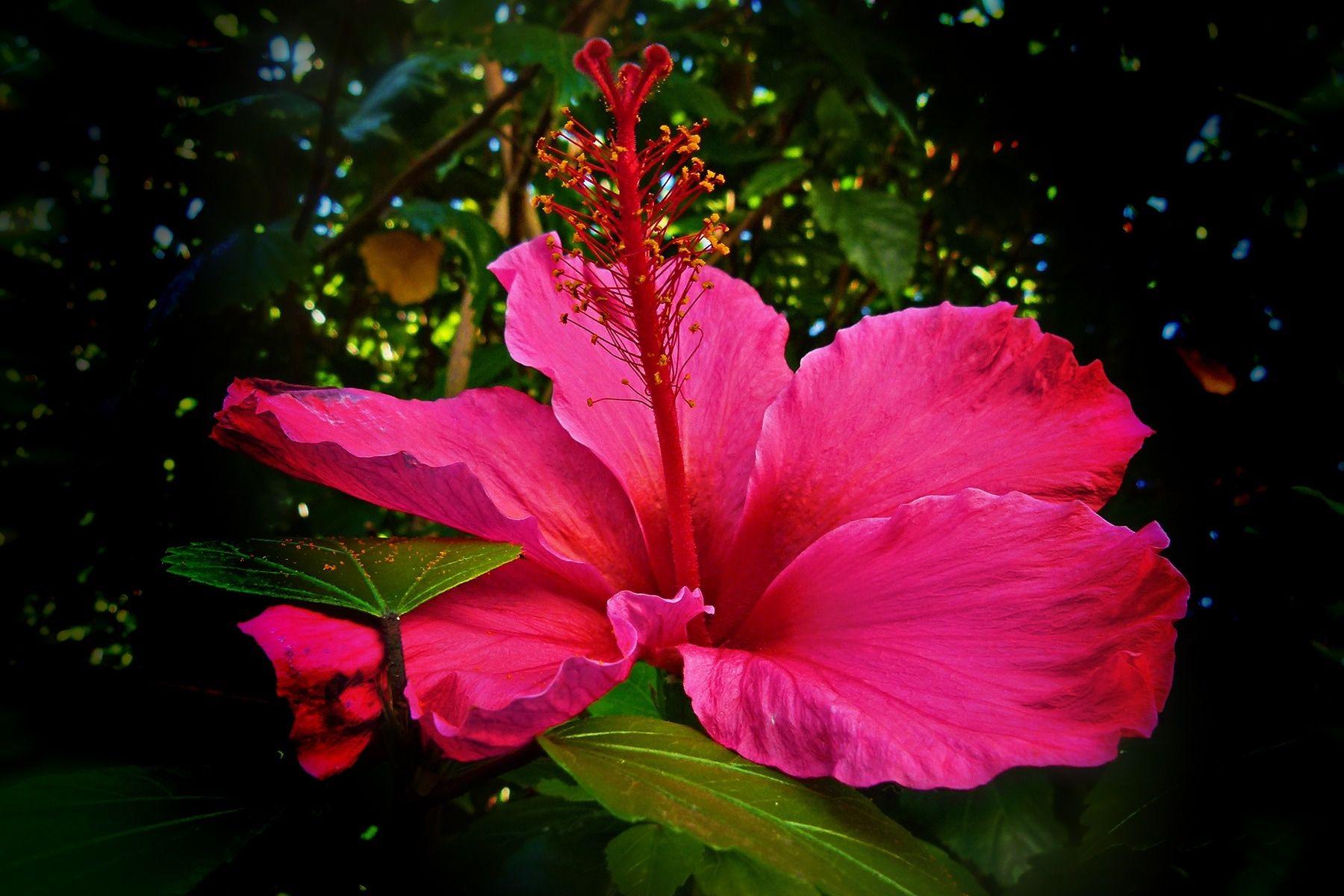 1800x1200 Hibiscus Flower Wallpaper Flower Wallpaper